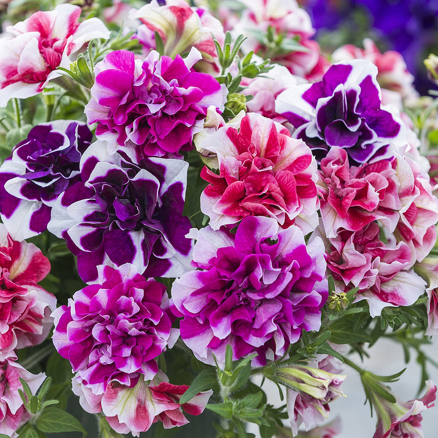 Gardening Direct Classic Mix of Geranium, Fuchsia and Petunia Plugs x 36