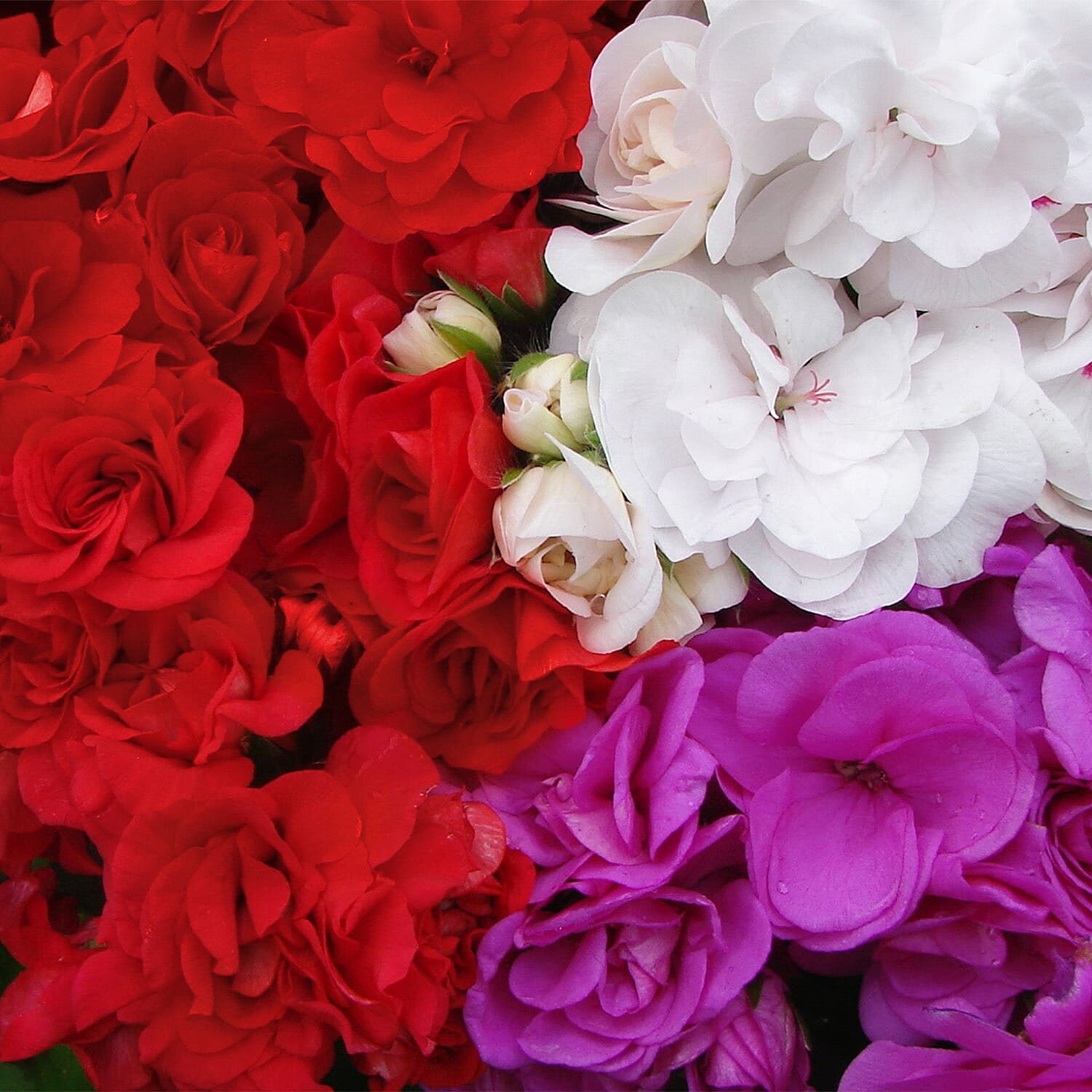 Gardening Direct Classic Mix of Geranium, Fuchsia and Petunia Plugs x 36