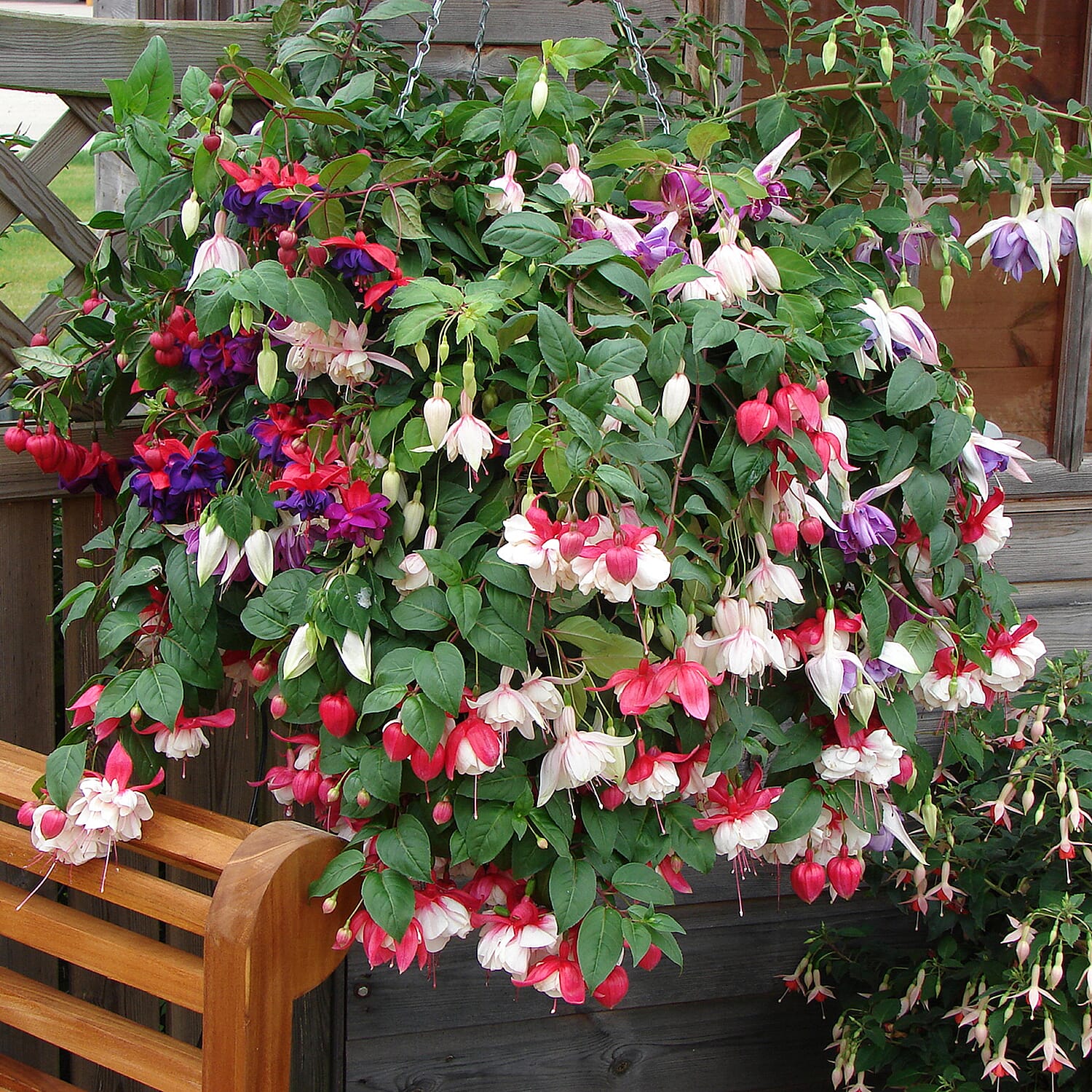 Gardening Direct Pair of Fuchsia Trailing 25cm Basket with BONUS Fertiliser 100gms