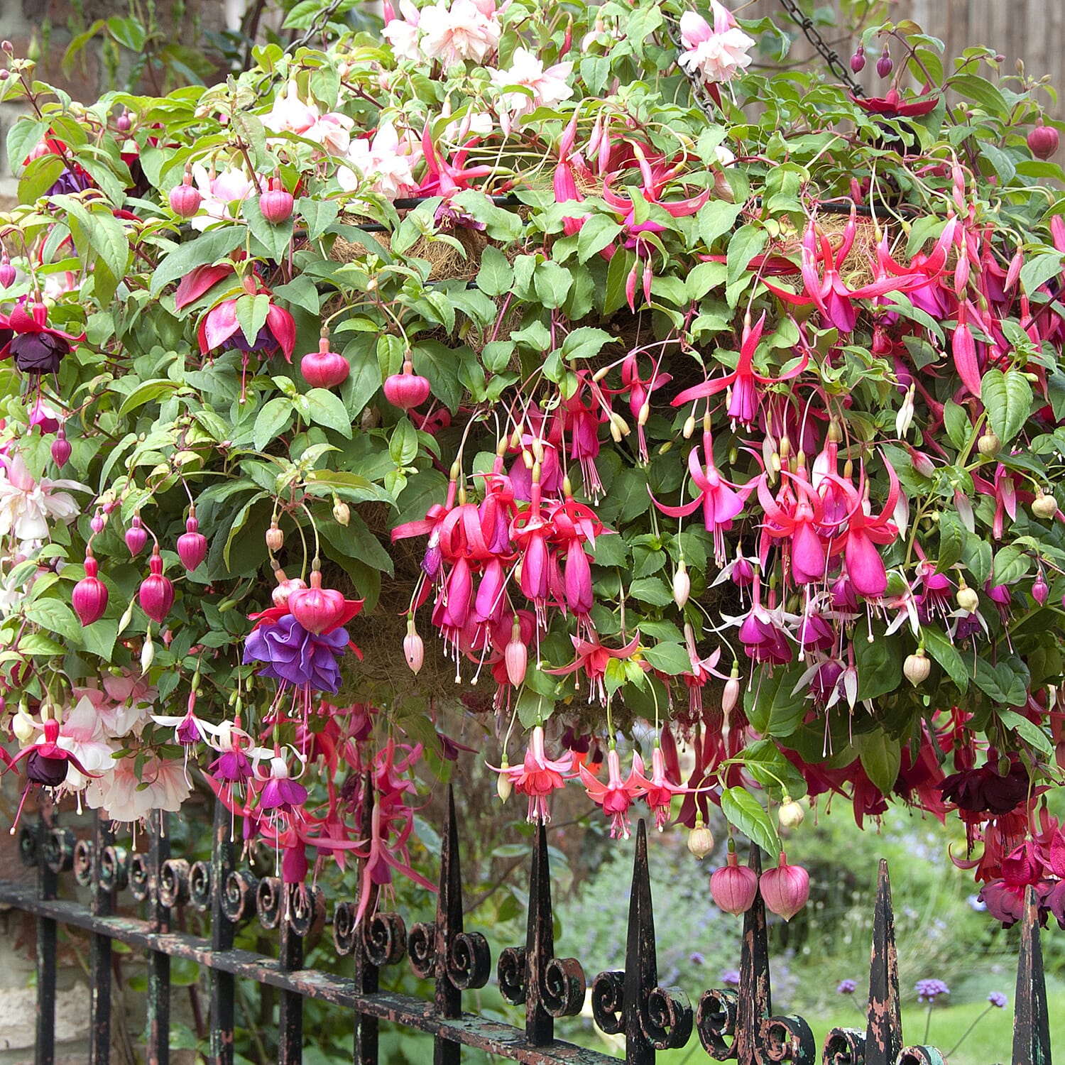 Gardening Direct Pair of Fuchsia Trailing 25cm Basket with BONUS Fertiliser 100gms