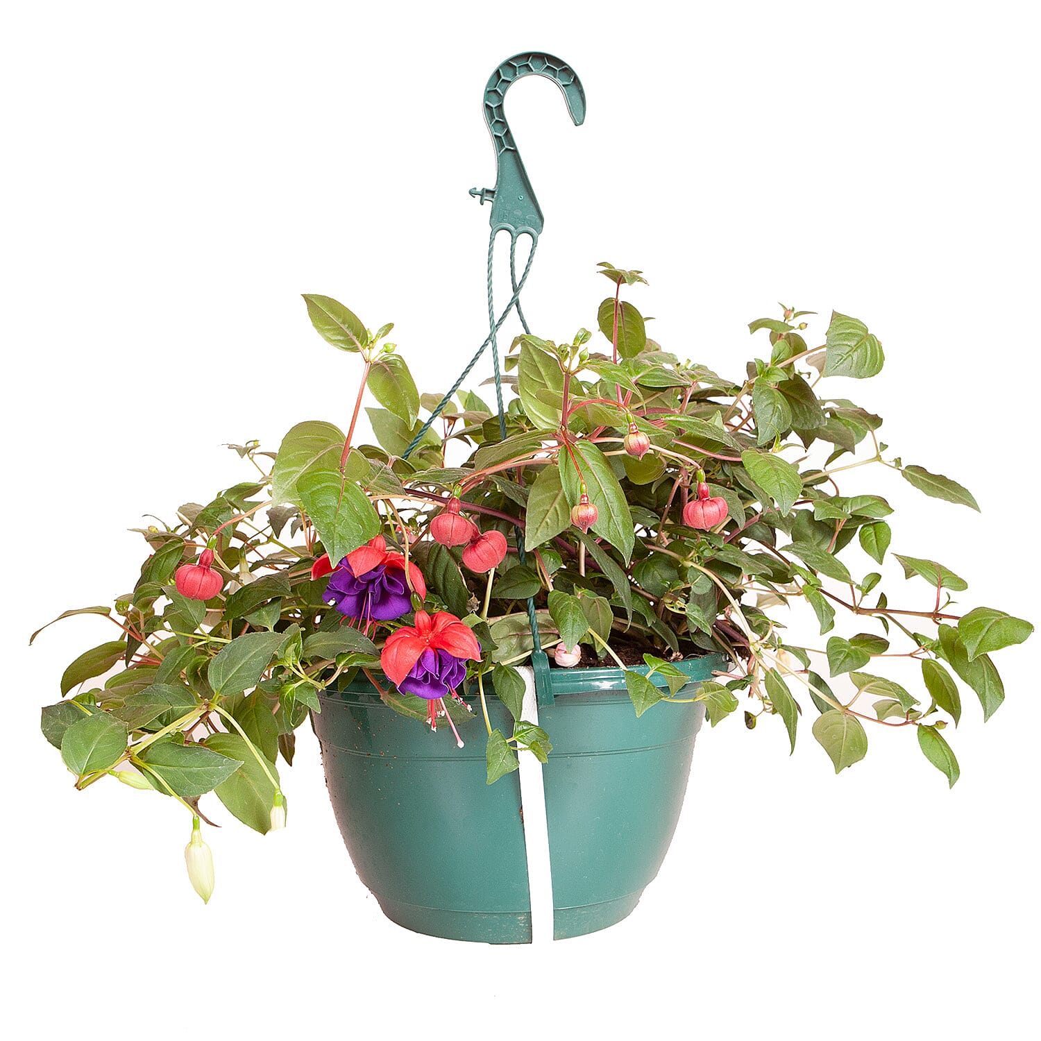 Gardening Direct Pair of Fuchsia Trailing 25cm Basket with BONUS Fertiliser 100gms