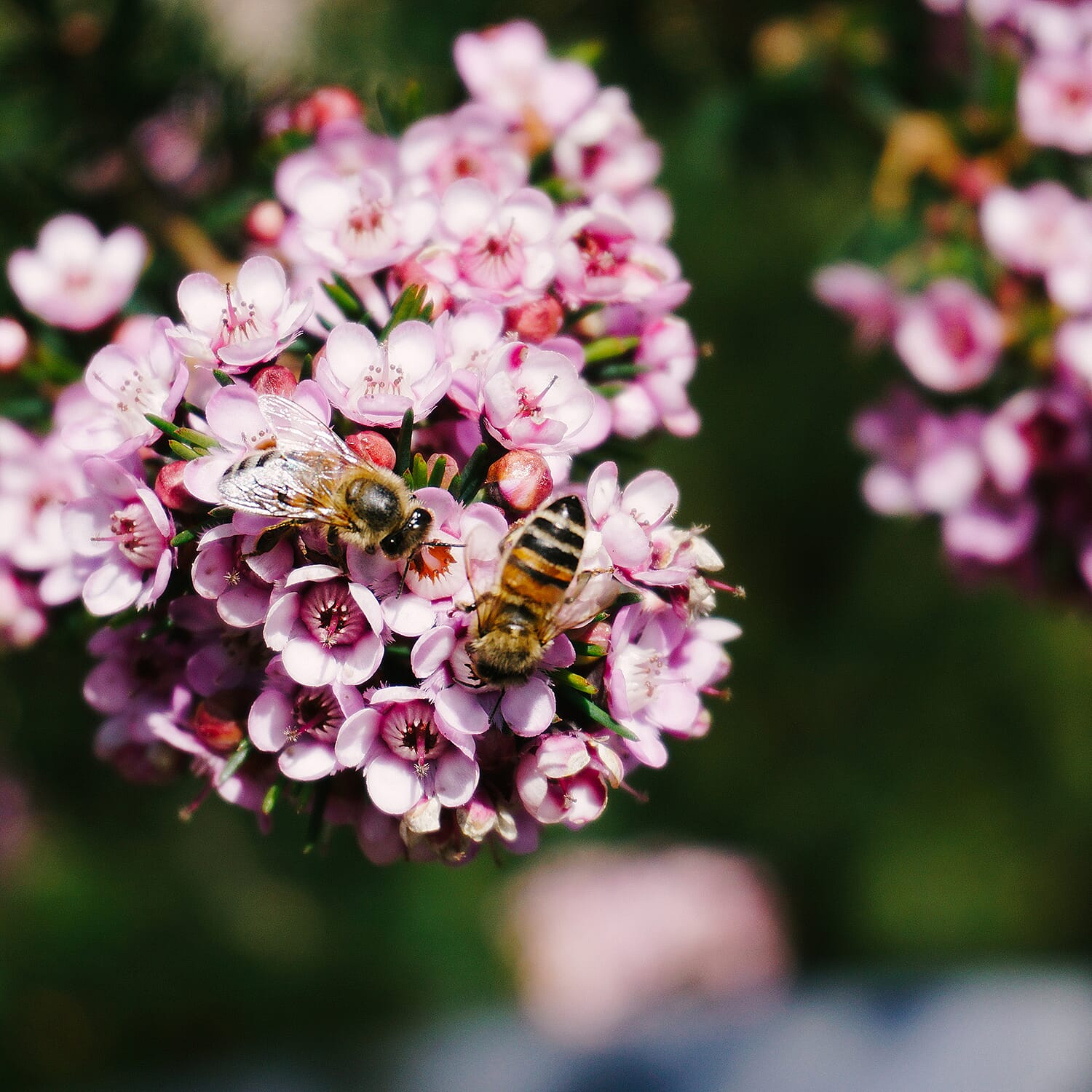 Standard Waxflower Pink 20cm pot