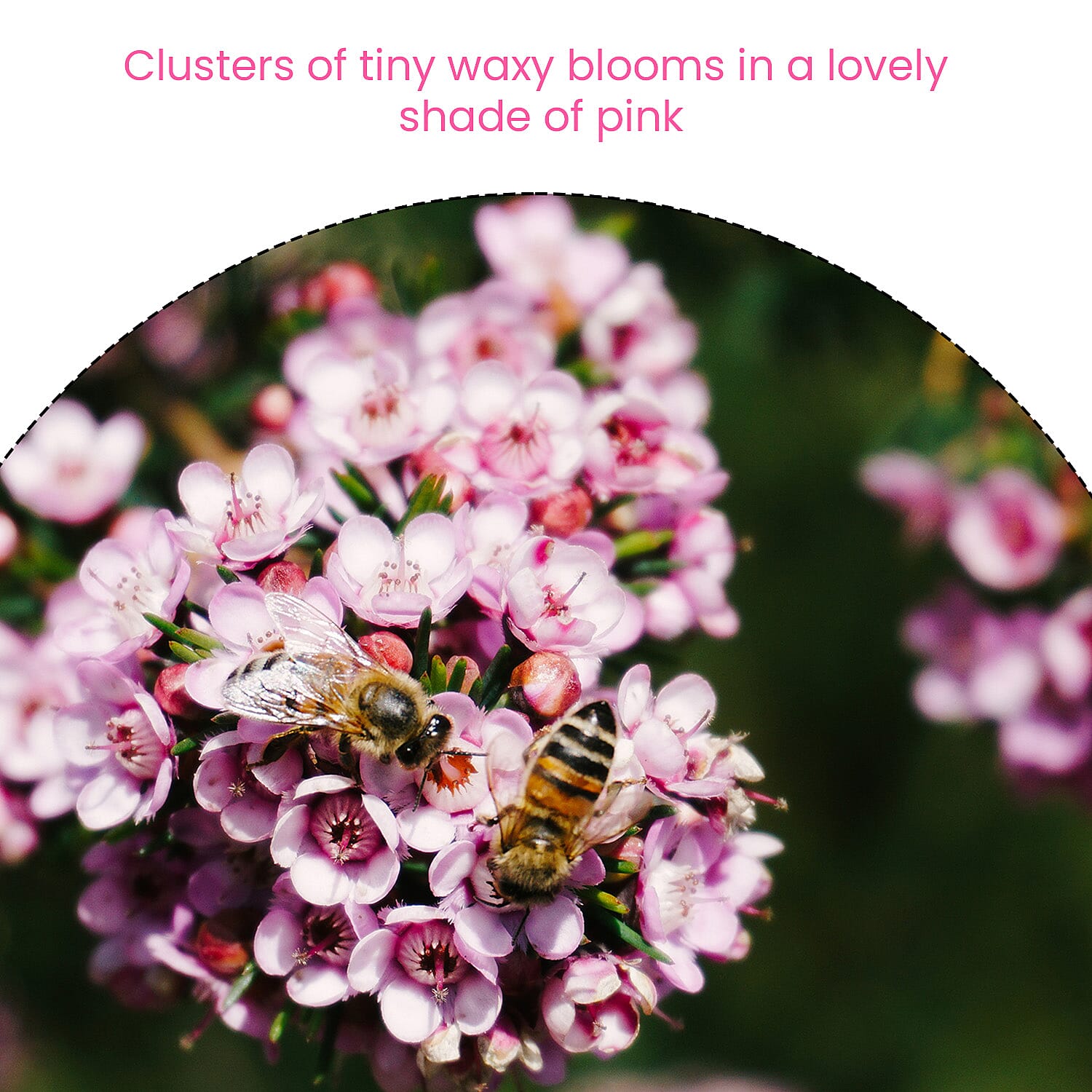 Standard Waxflower Pink 20cm pot