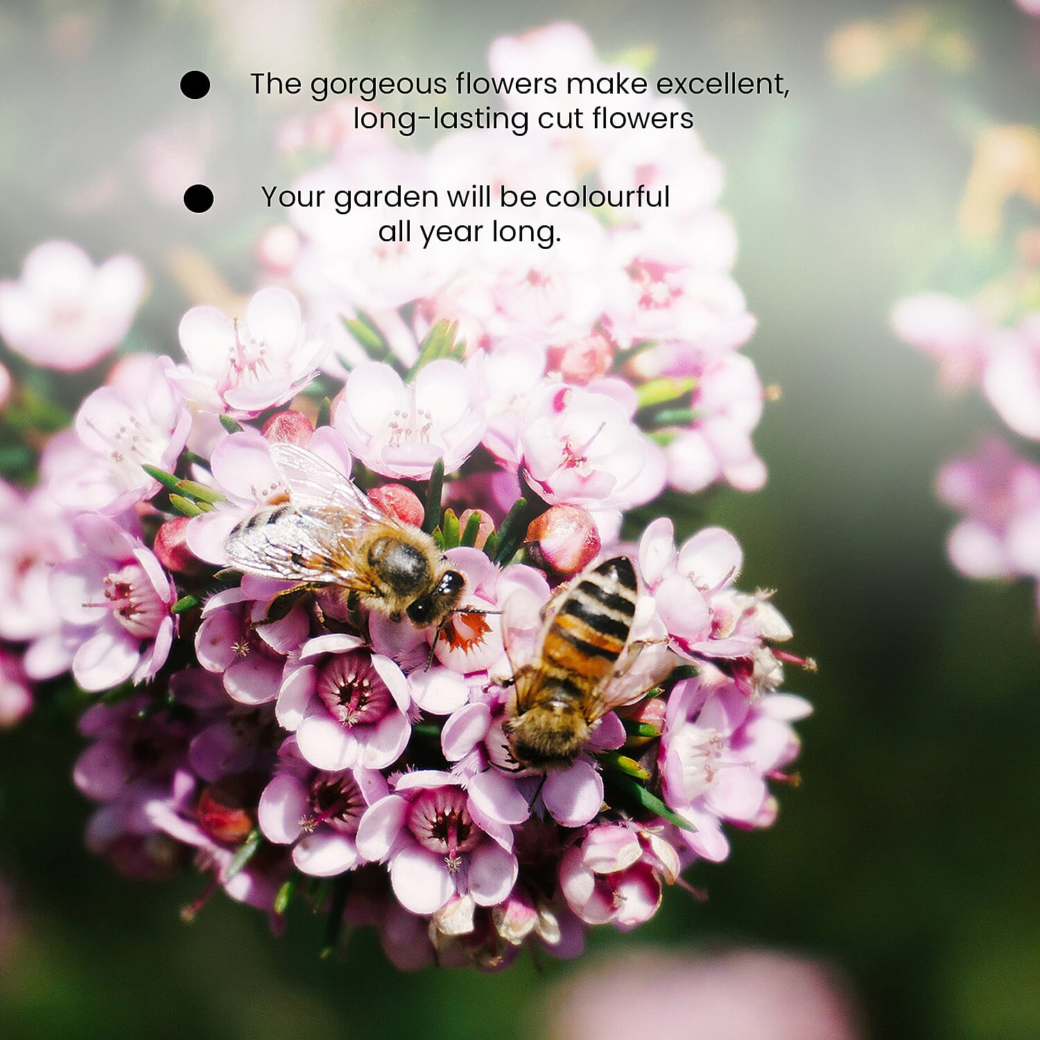 Standard Waxflower Pink 20cm pot