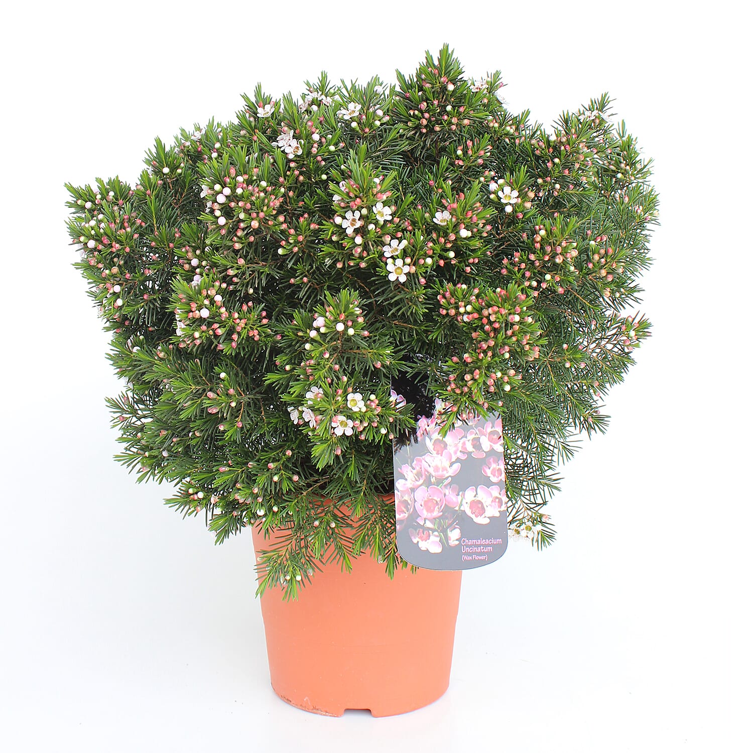 Standard Waxflower Pink 20cm pot