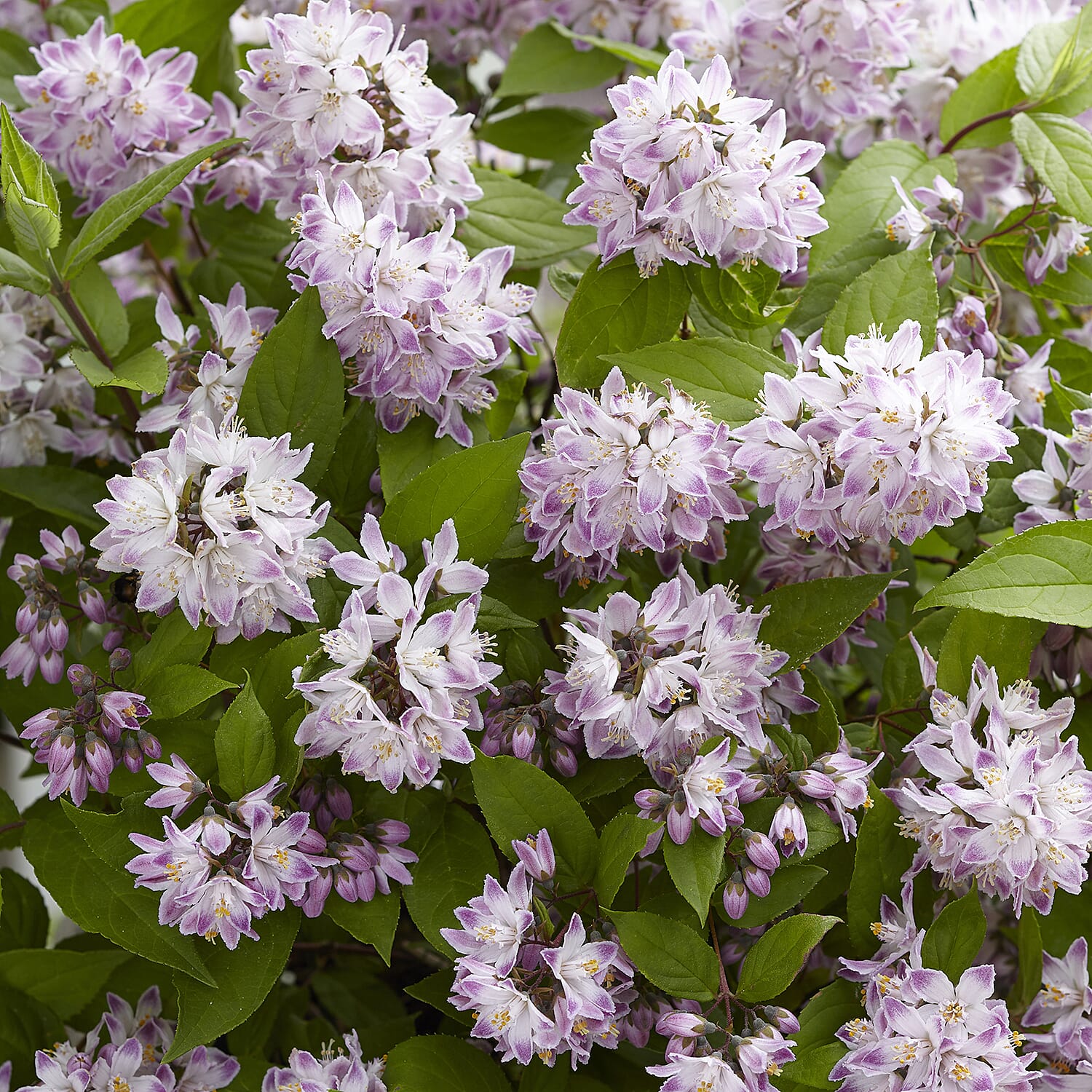 Gardening Direct Deutzia Hybrida Raspberry Sundae 3L