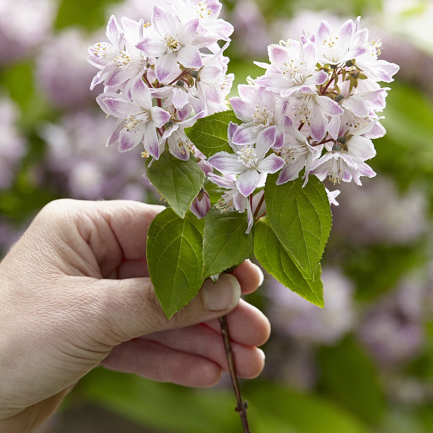 Gardening Direct Deutzia Hybrida Raspberry Sundae 3L