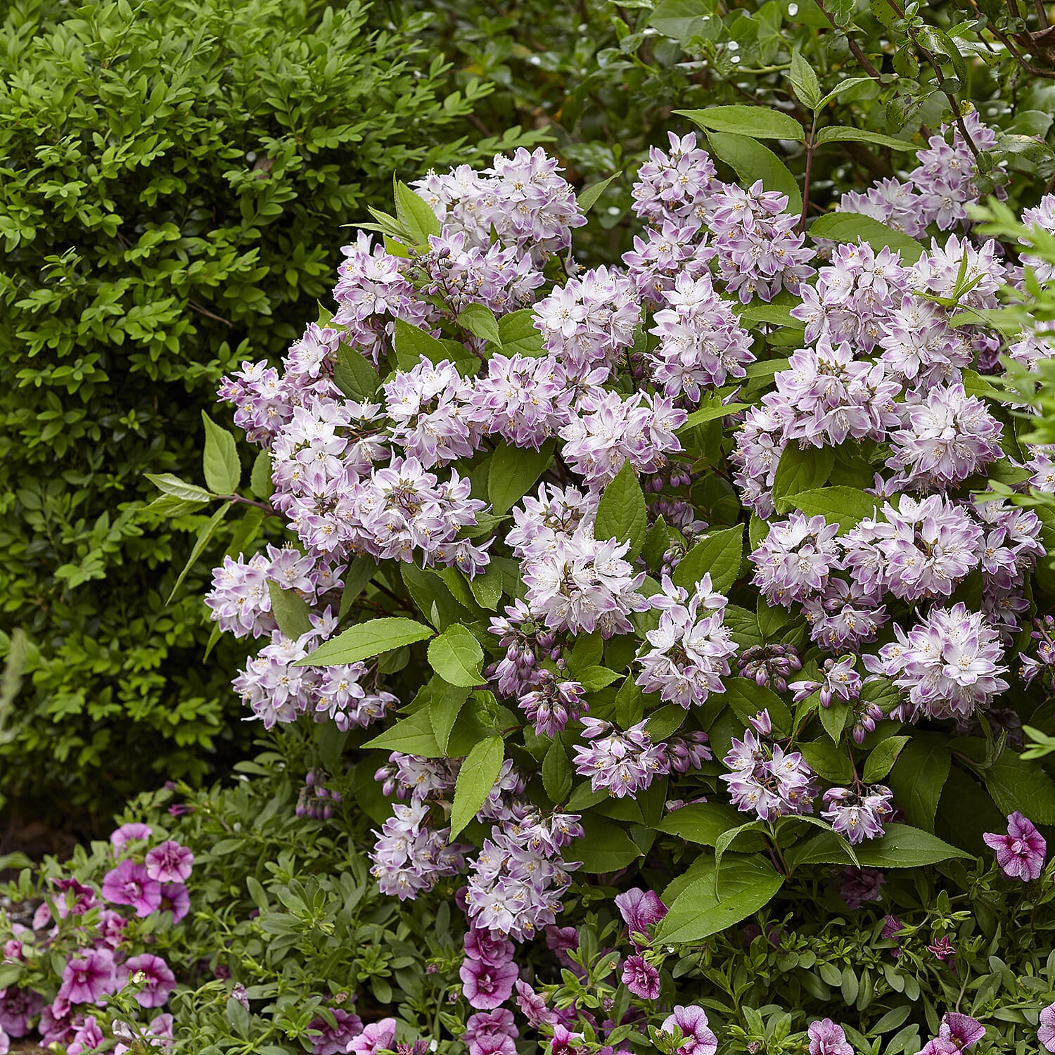 Gardening Direct Deutzia Hybrida Raspberry Sundae 3L