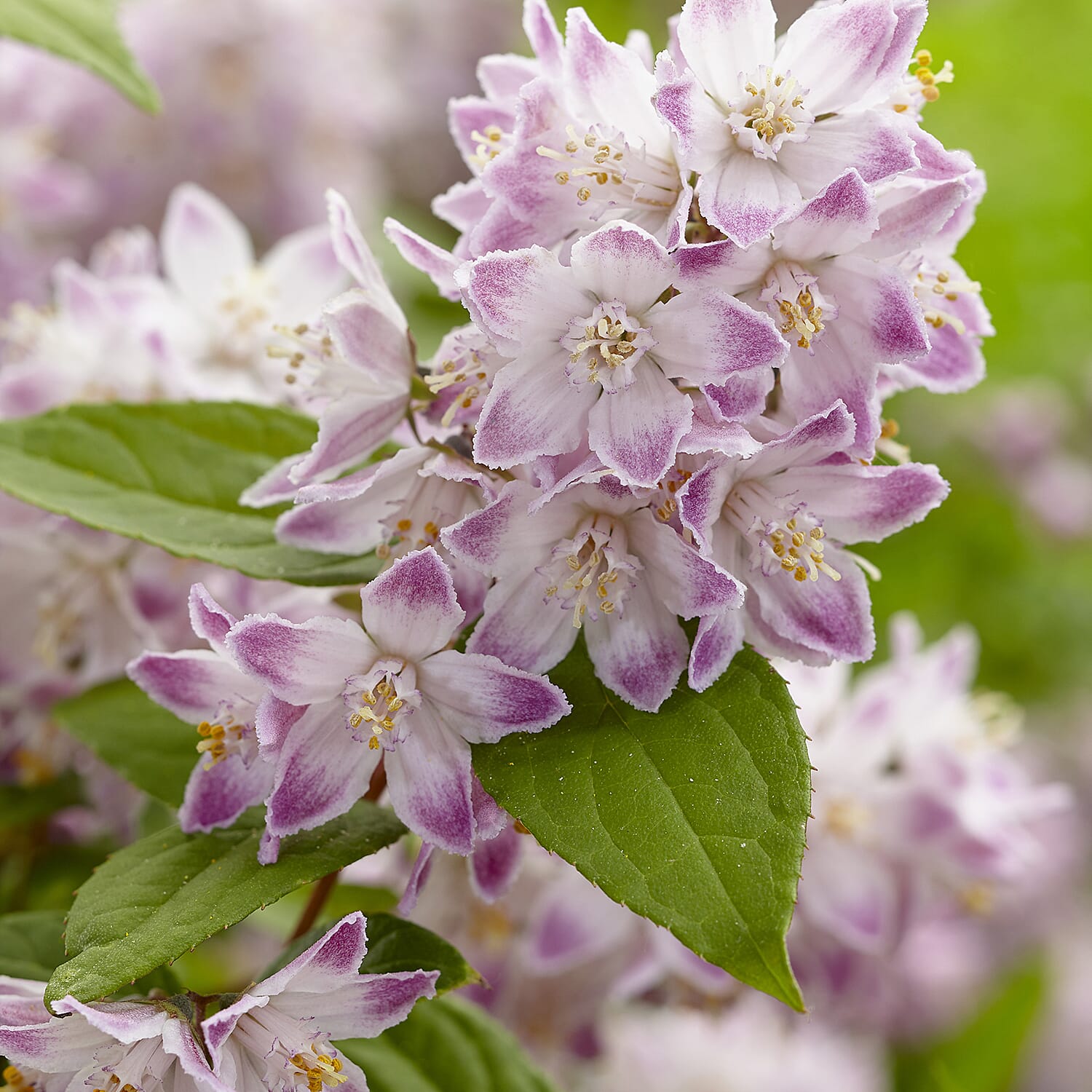 Gardening Direct Deutzia Hybrida Raspberry Sundae 3L