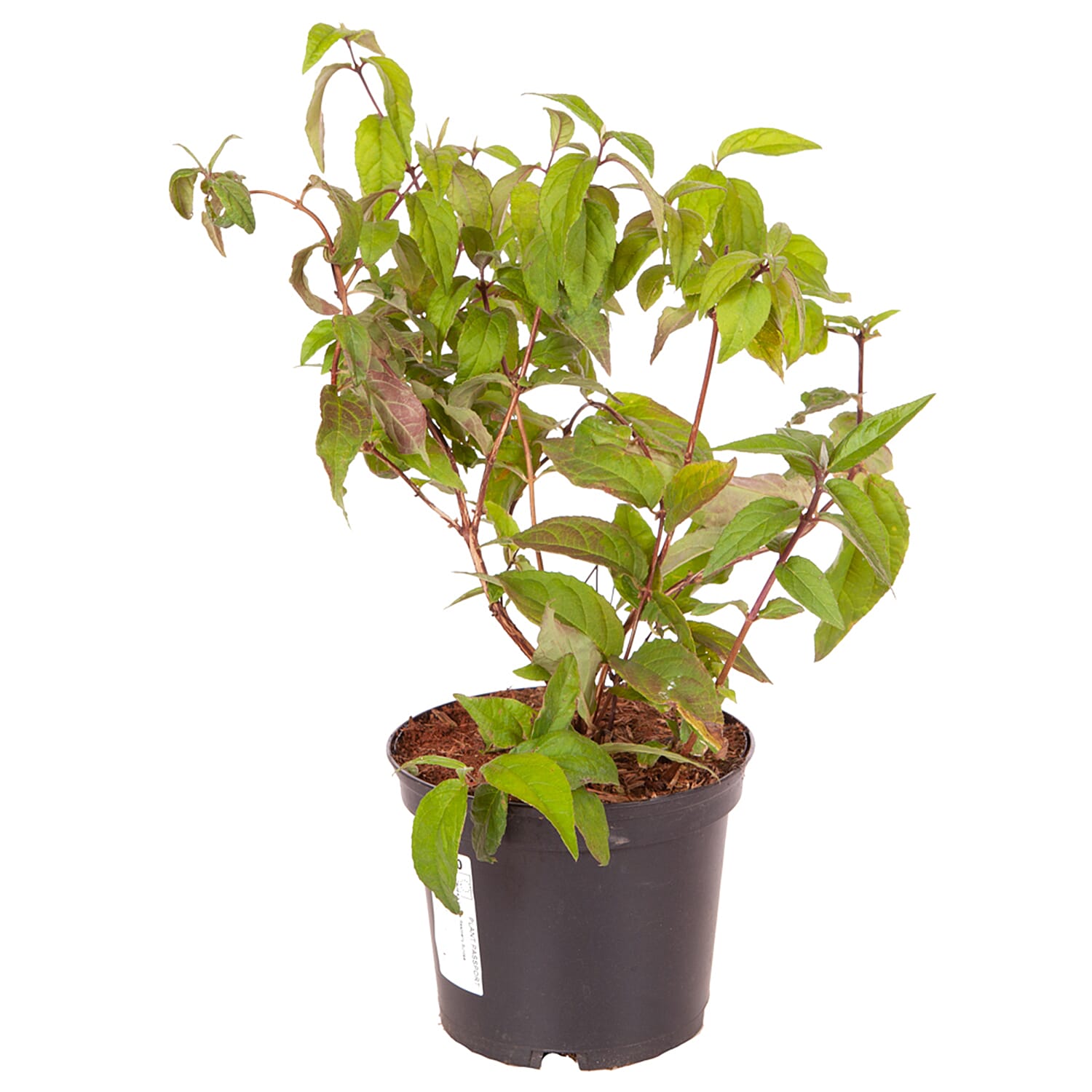 Gardening Direct Deutzia Hybrida Raspberry Sundae 3L