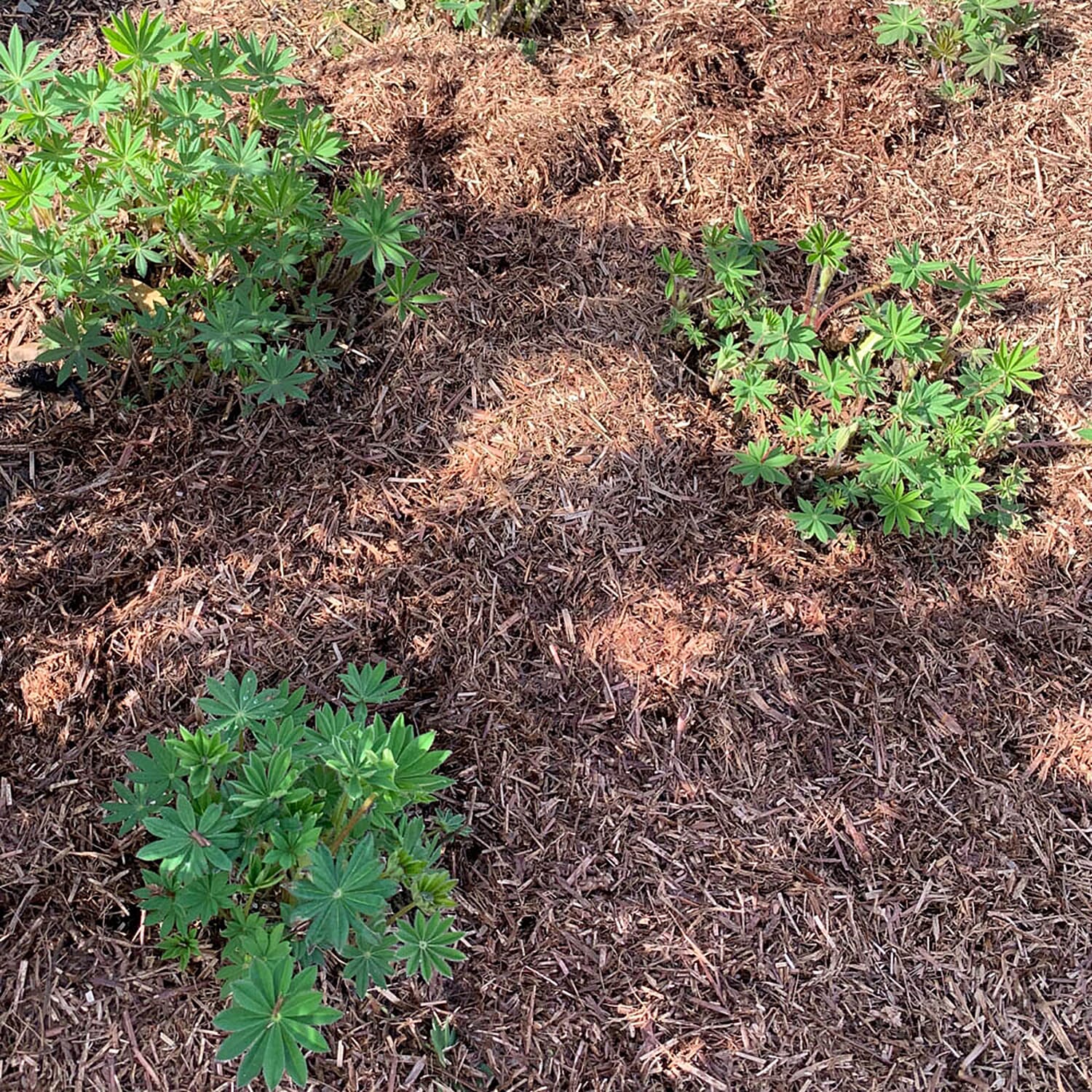 Gardening Direct Strulch Mineralised Straw Garden Mulch 9kg Bag