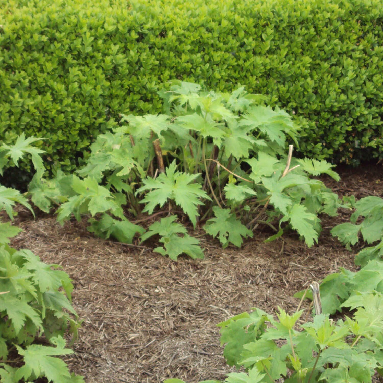 Gardening Direct Strulch Mineralised Straw Garden Mulch 9kg Bag