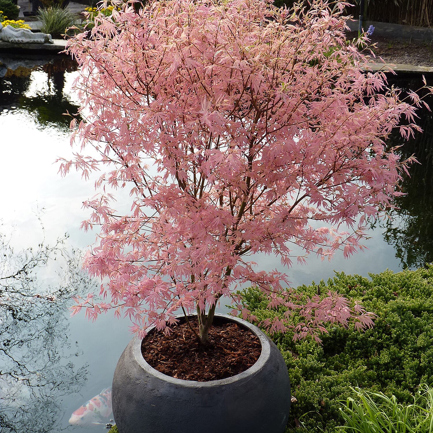 Gardening Direct Acer Taylor 3L & Heart Washed Planter, Compost 20L & Fertilzer 50gms