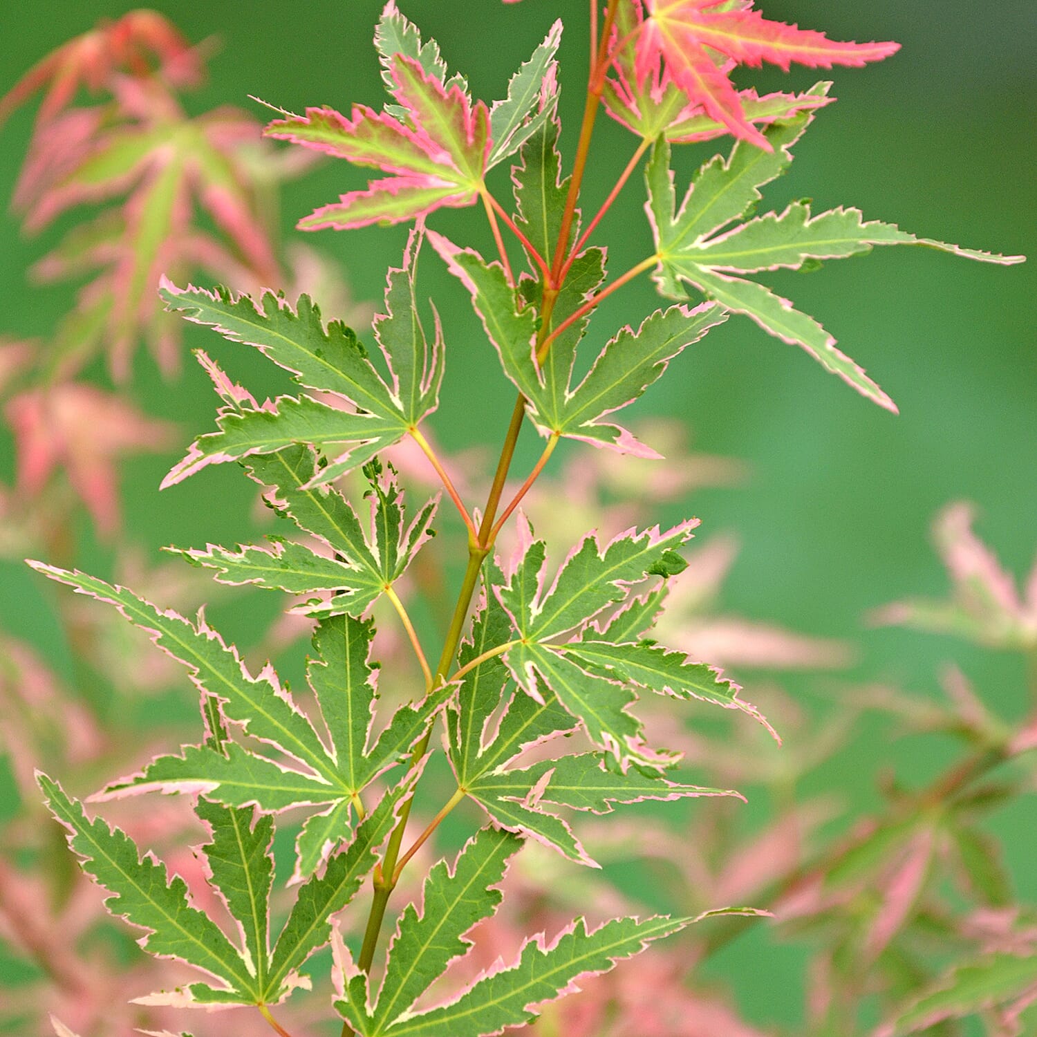 Gardening Direct Acer Taylor 3L & Heart Washed Planter, Compost 20L & Fertilzer 50gms