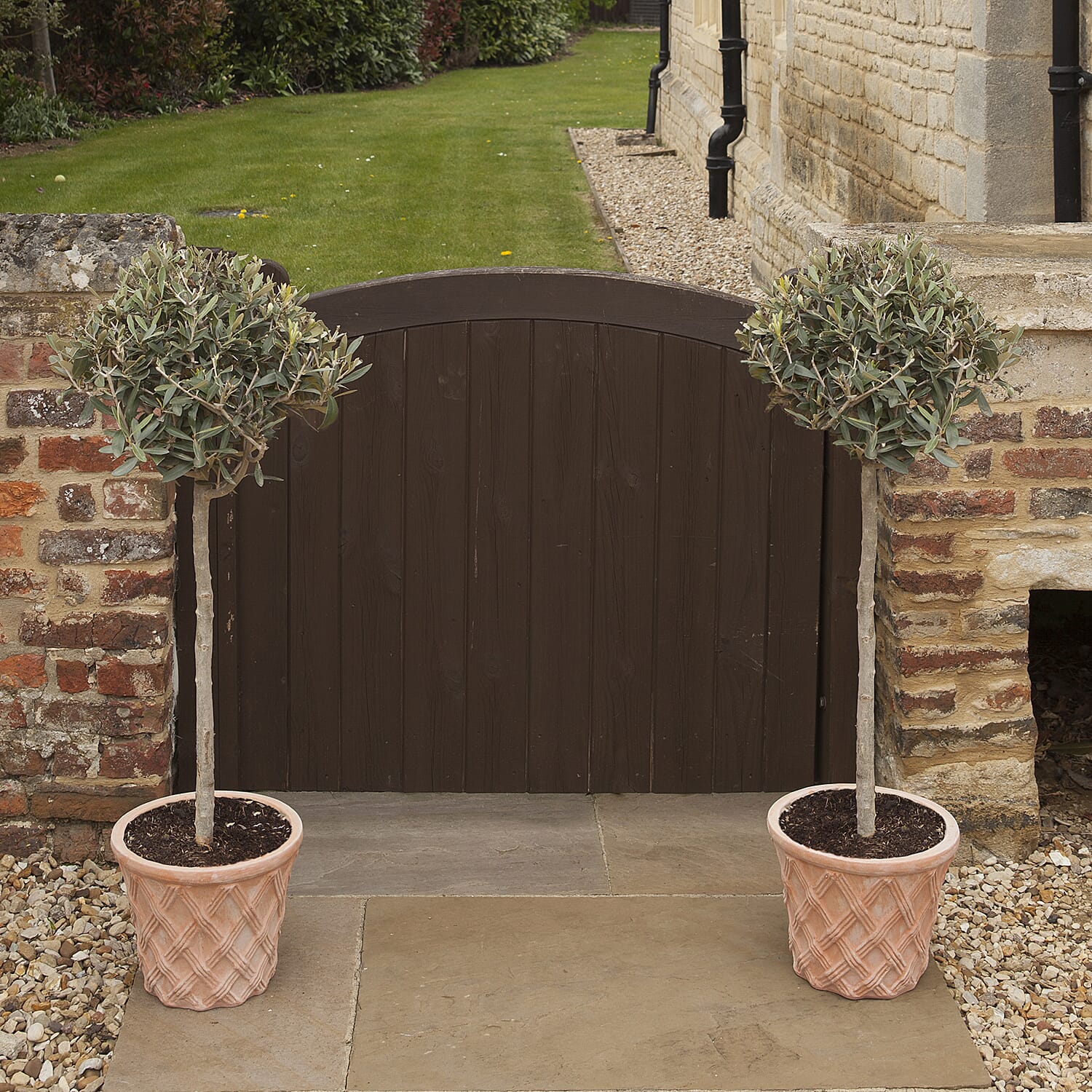 Gardening Direct Standard Olive Tree Standard 18cm Pot