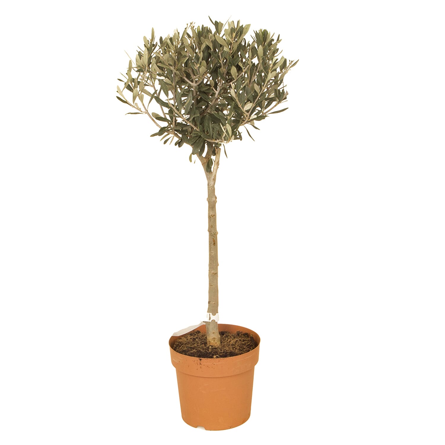 Gardening Direct Standard Olive Tree Standard 18cm Pot
