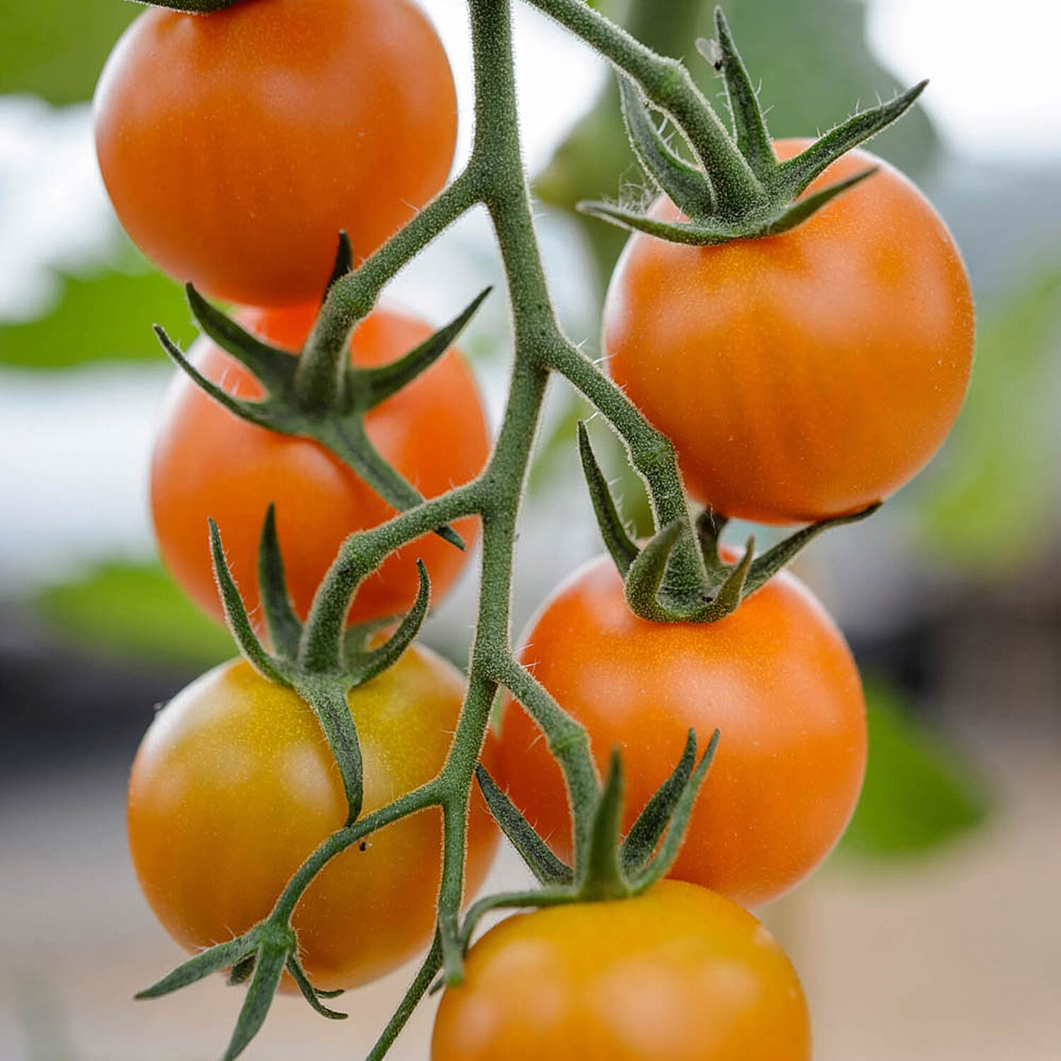 Gardening Direct Tomato Orange Paruche 9cm x 3