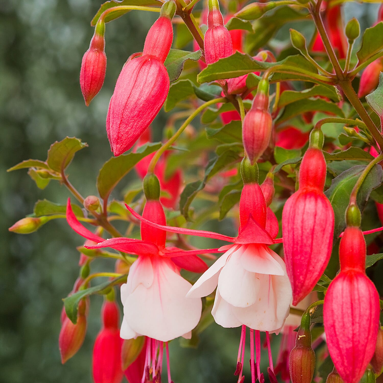Gardening Direct Fuchsia Alice Hoffman 2L Pot