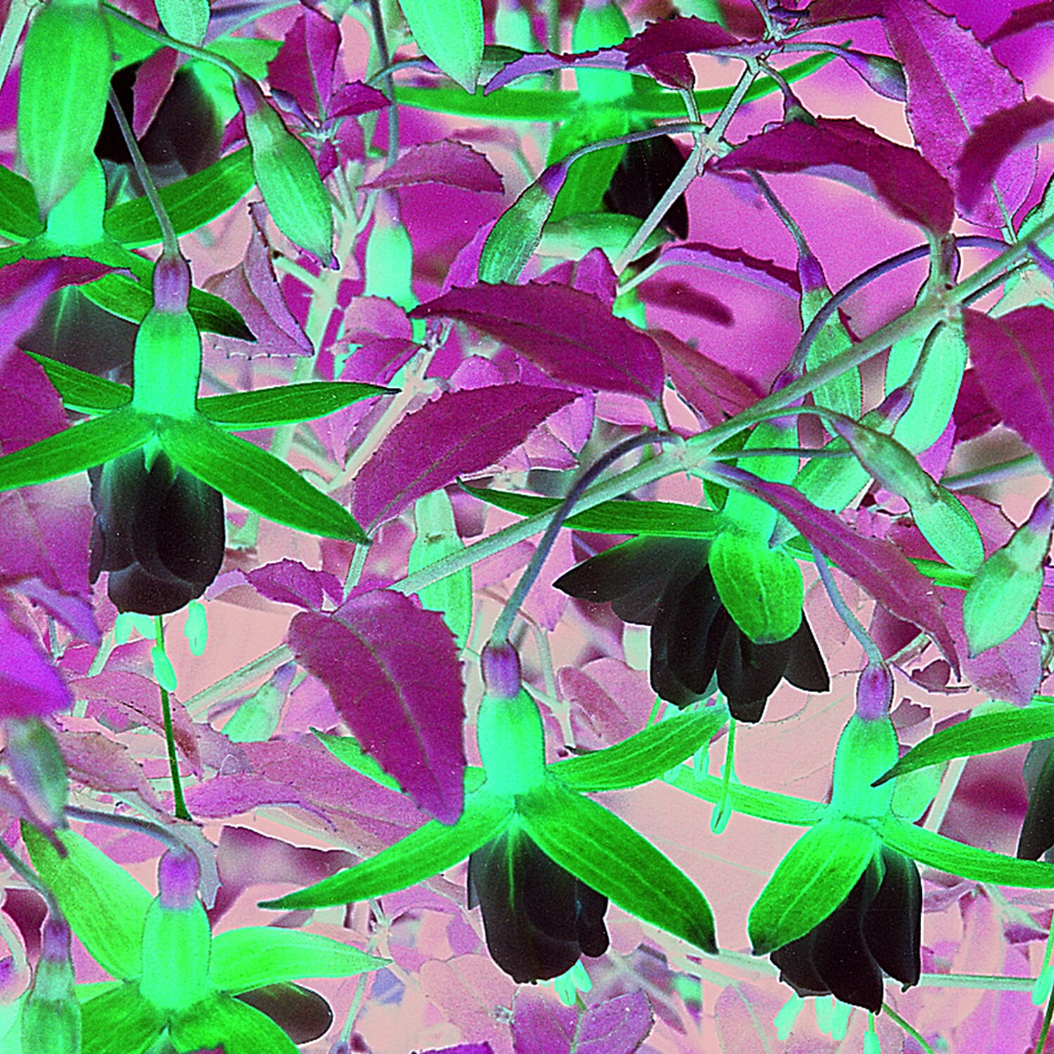 Gardening Direct Fuchsia Alice Hoffman 2L Pot