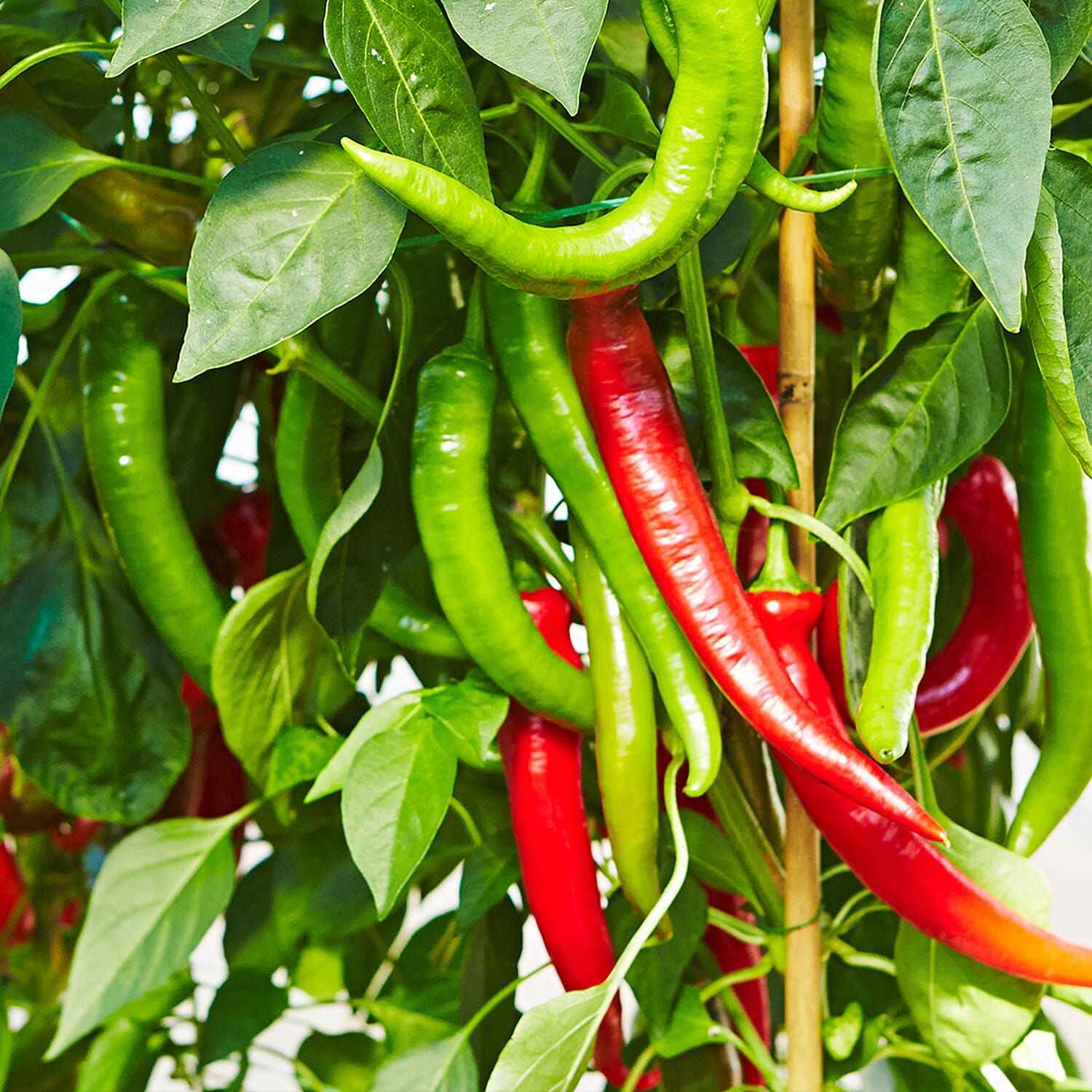 Gardening Direct Chilli Collection 9cm x 3 Pots