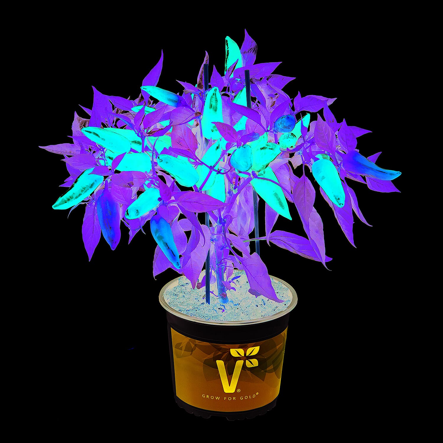 Gardening Direct Chilli Collection 9cm x 3 Pots