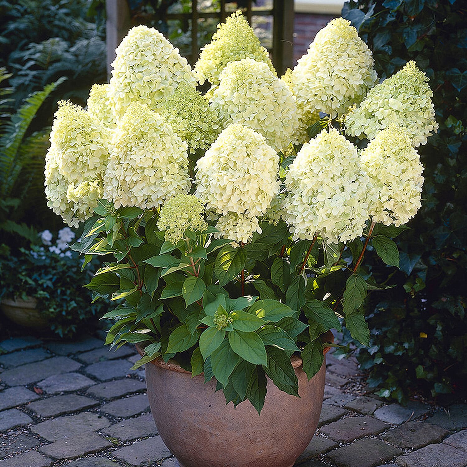 Gardening Direct Hydrangea paniculata Limelight 17cm Pot