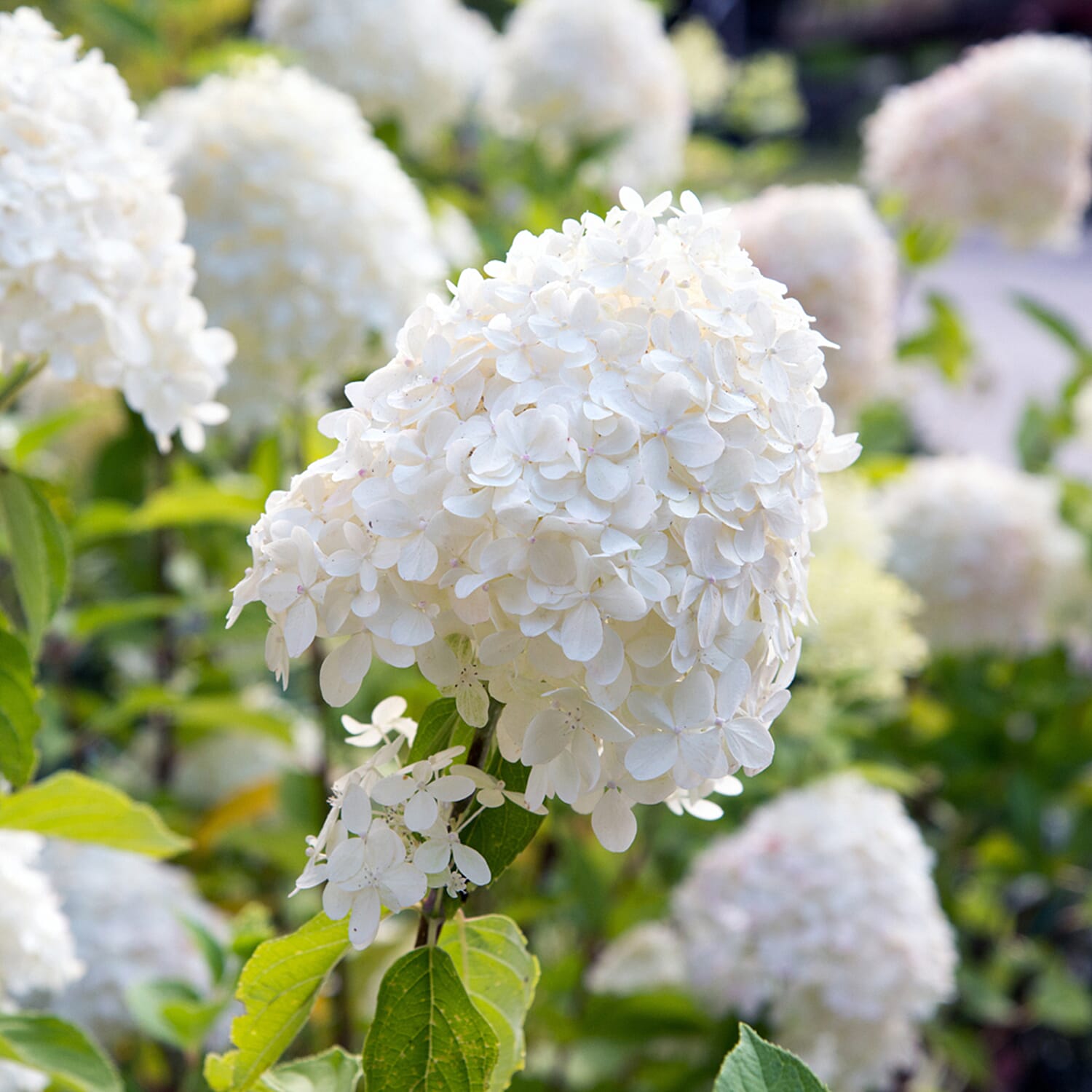 Gardening Direct Hydrangea paniculata Limelight 17cm Pot