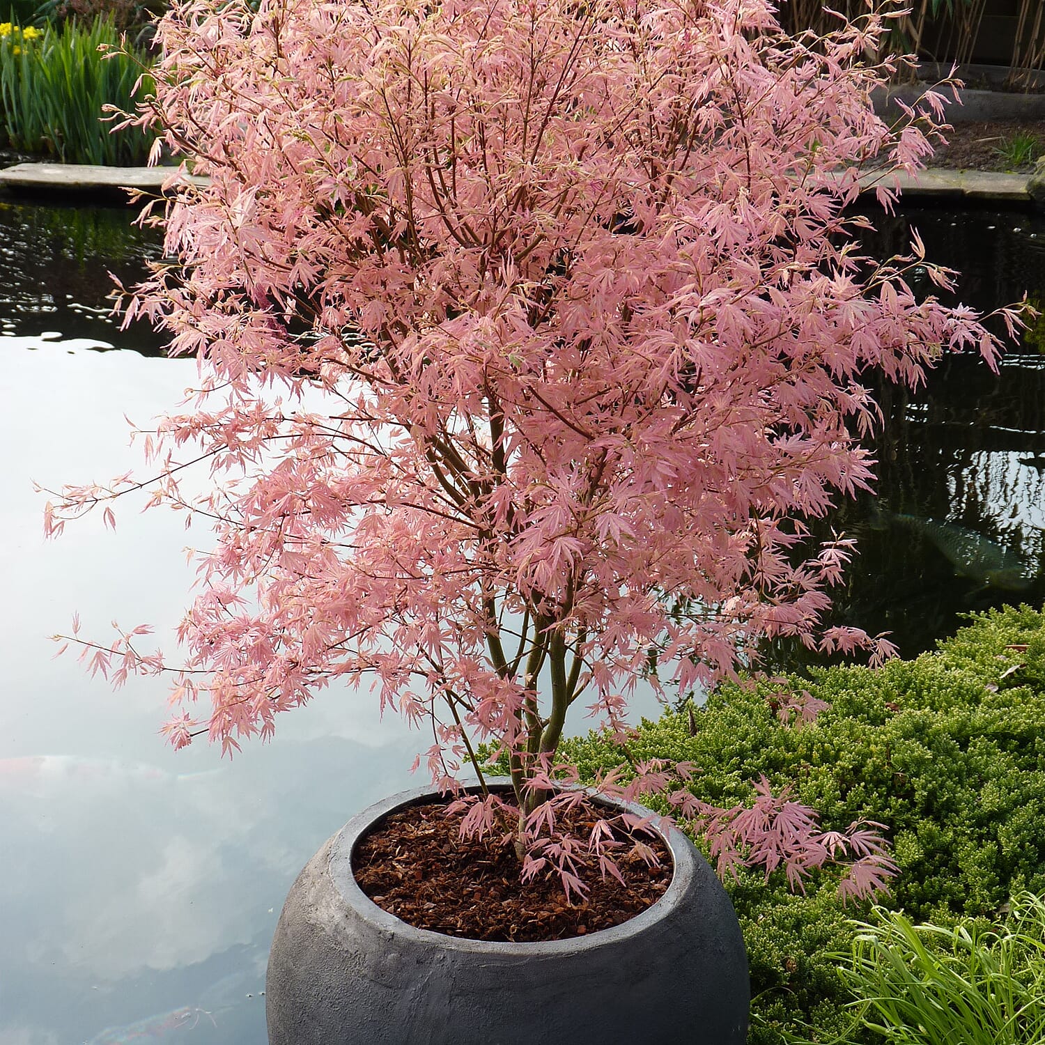 Gardening Direct Acer Palmatum Taylor 13cm POT