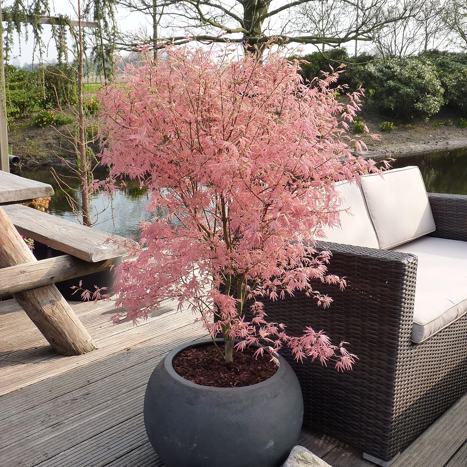 Gardening Direct Acer Palmatum Taylor 13cm POT