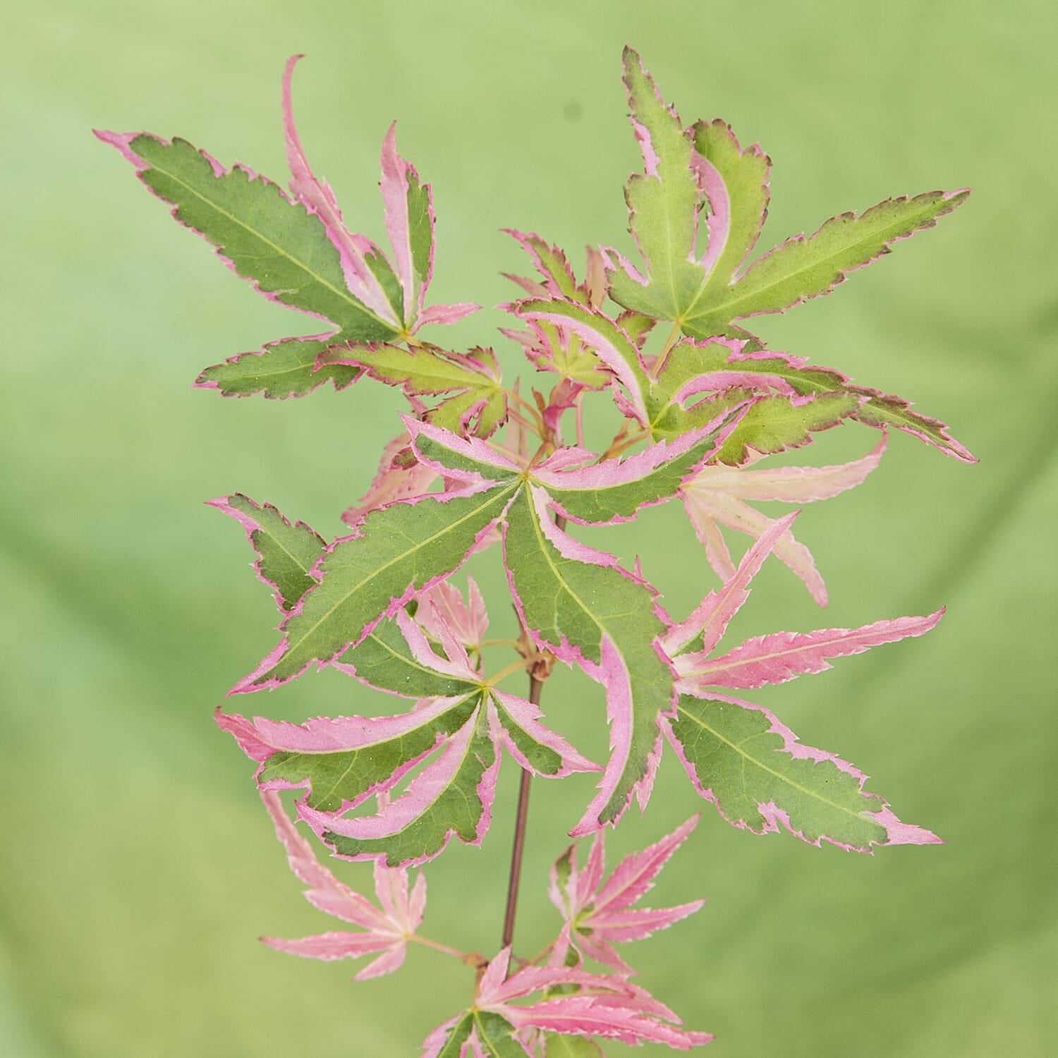 Gardening Direct Acer Palmatum Taylor 13cm POT