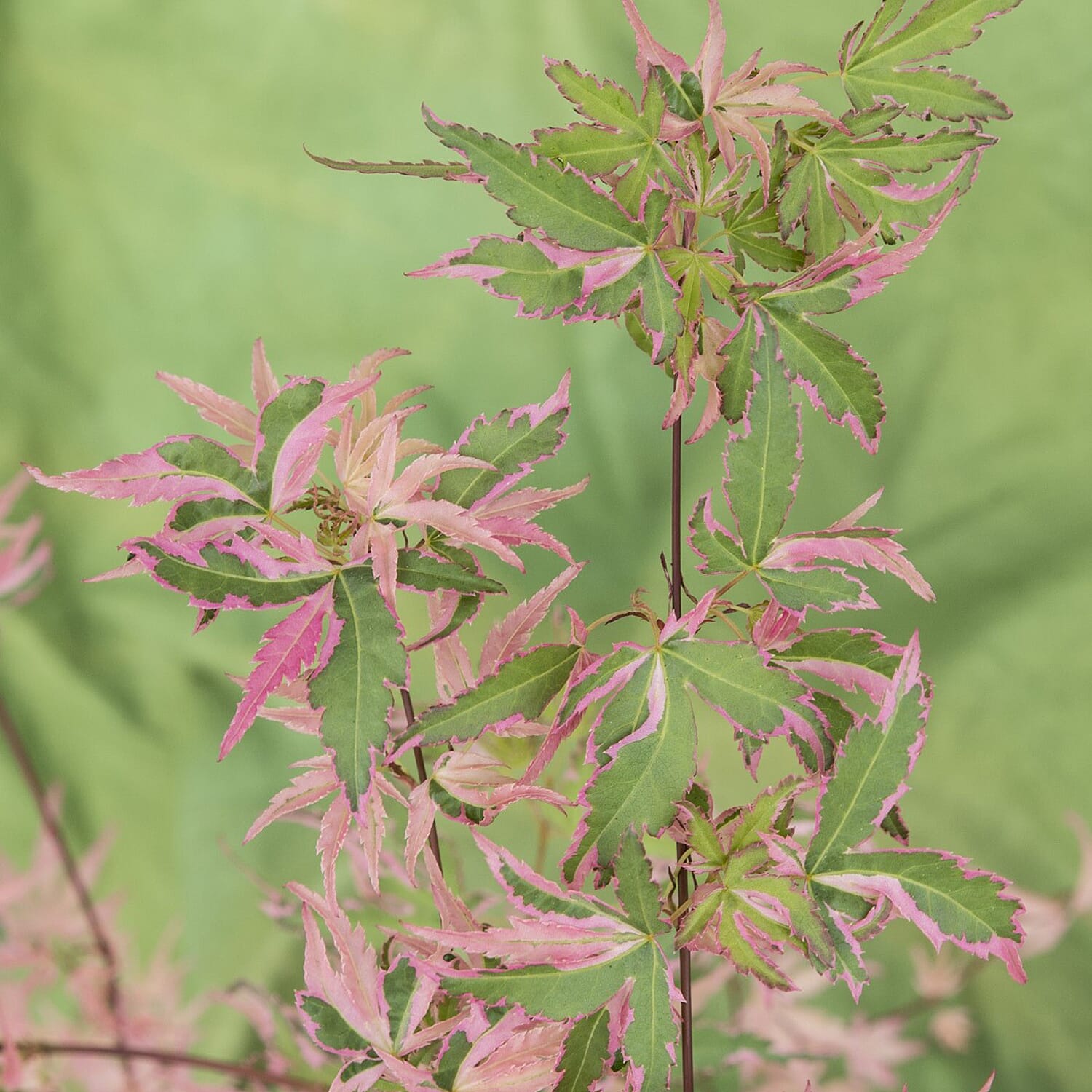 Gardening Direct Acer Palmatum Taylor 13cm POT