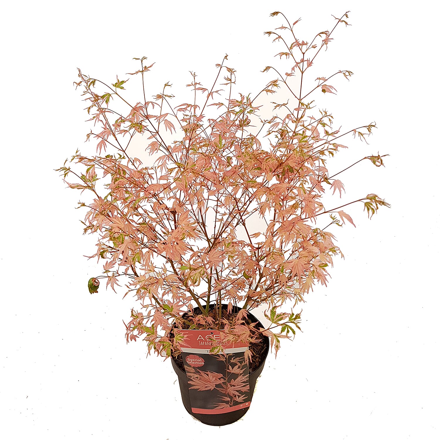 Gardening Direct Acer Palmatum Taylor 13cm POT