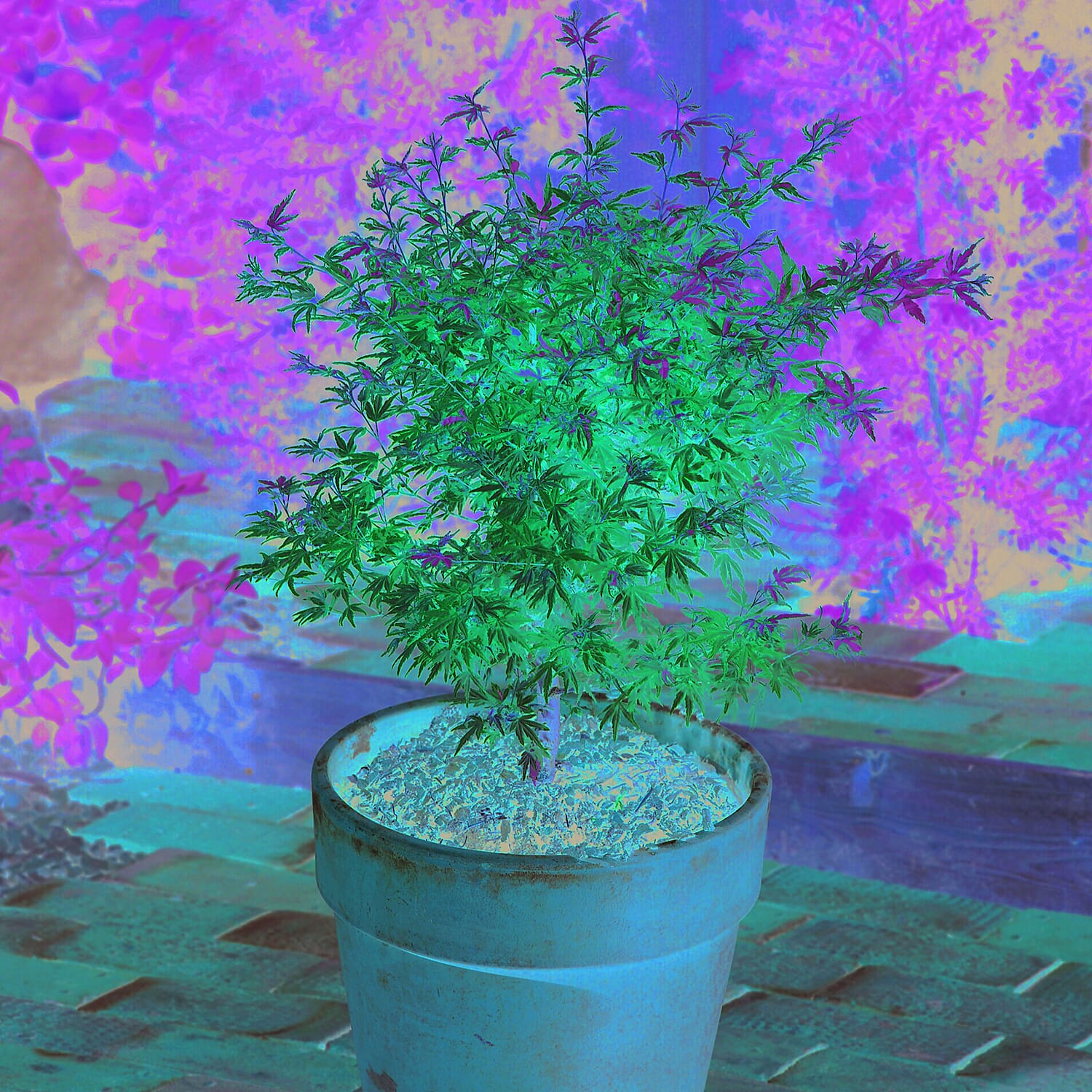 Gardening Direct Acer Palmatum Taylor 13cm POT