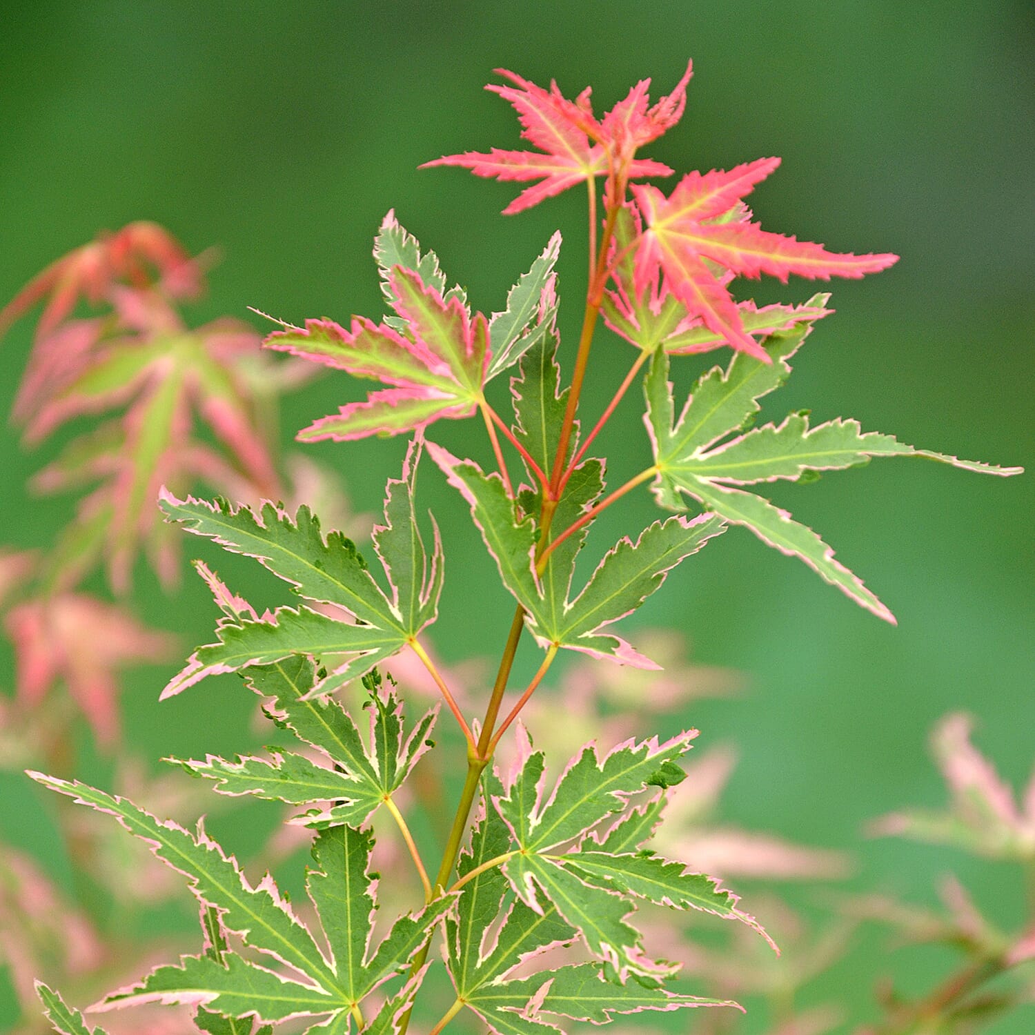 Gardening Direct Acer Palmatum Taylor 13cm POT