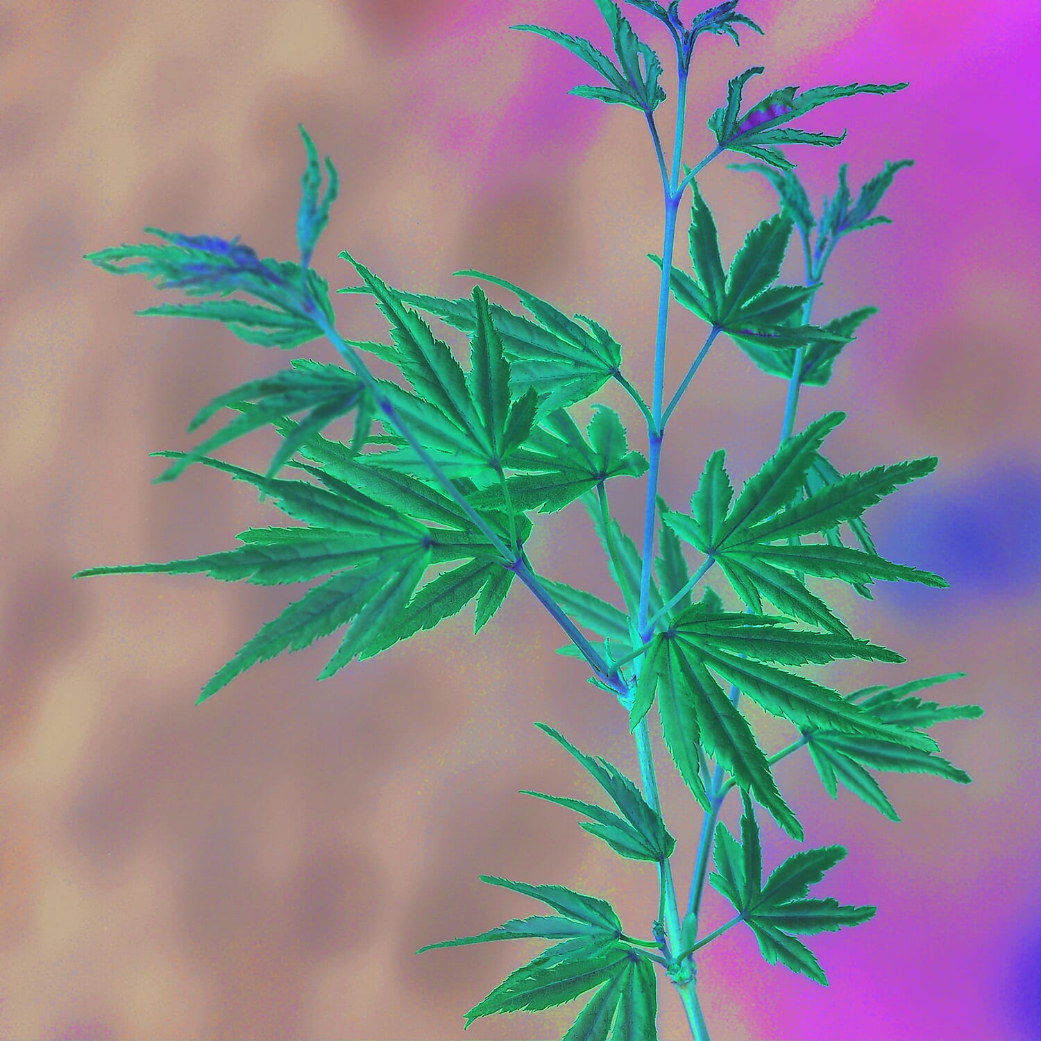 Gardening Direct Acer Palmatum Taylor 13cm POT