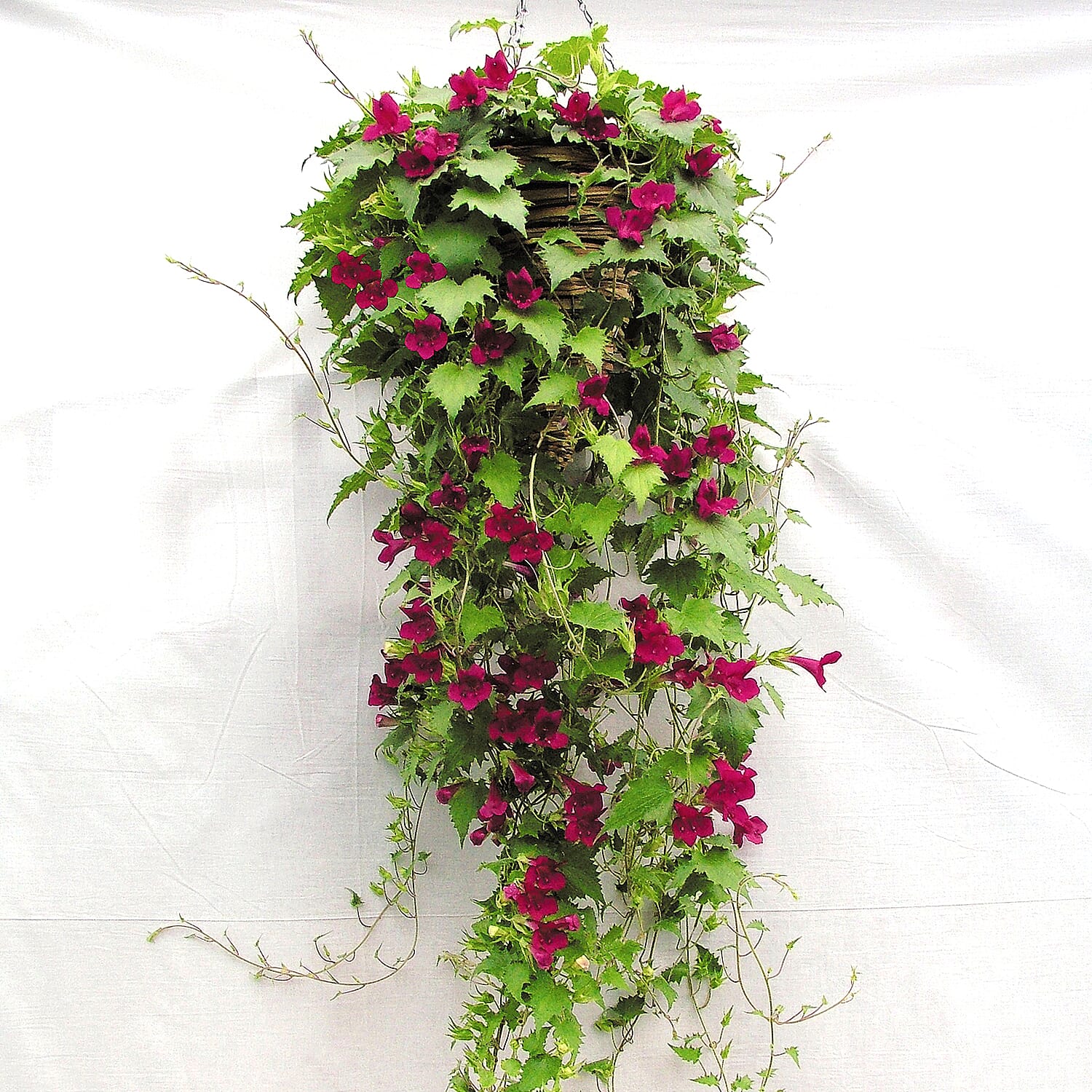 Gardening Direct Lofos Wine Red Plugs x 12