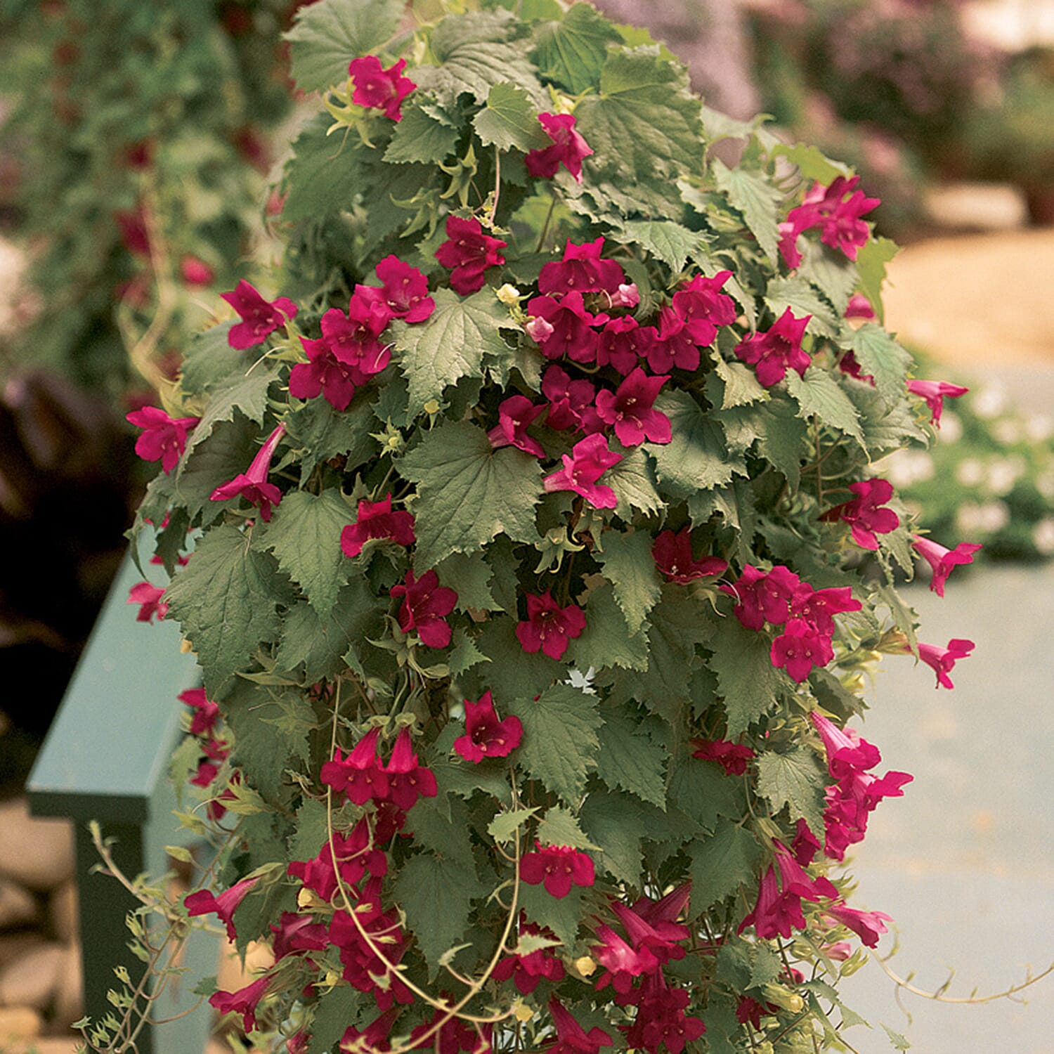 Gardening Direct Lofos Wine Red Plugs x 12