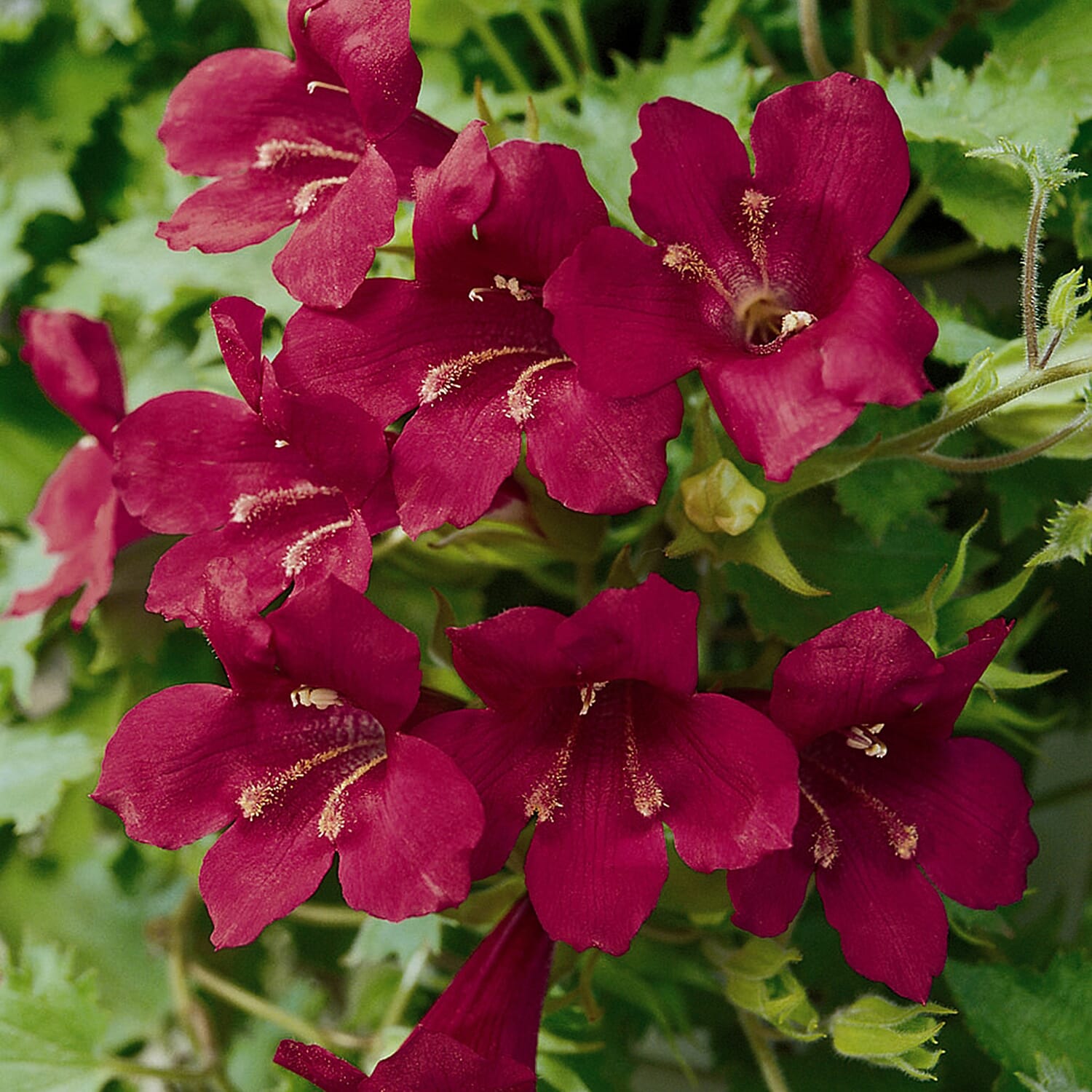 Gardening Direct Lofos Wine Red Plugs x 12