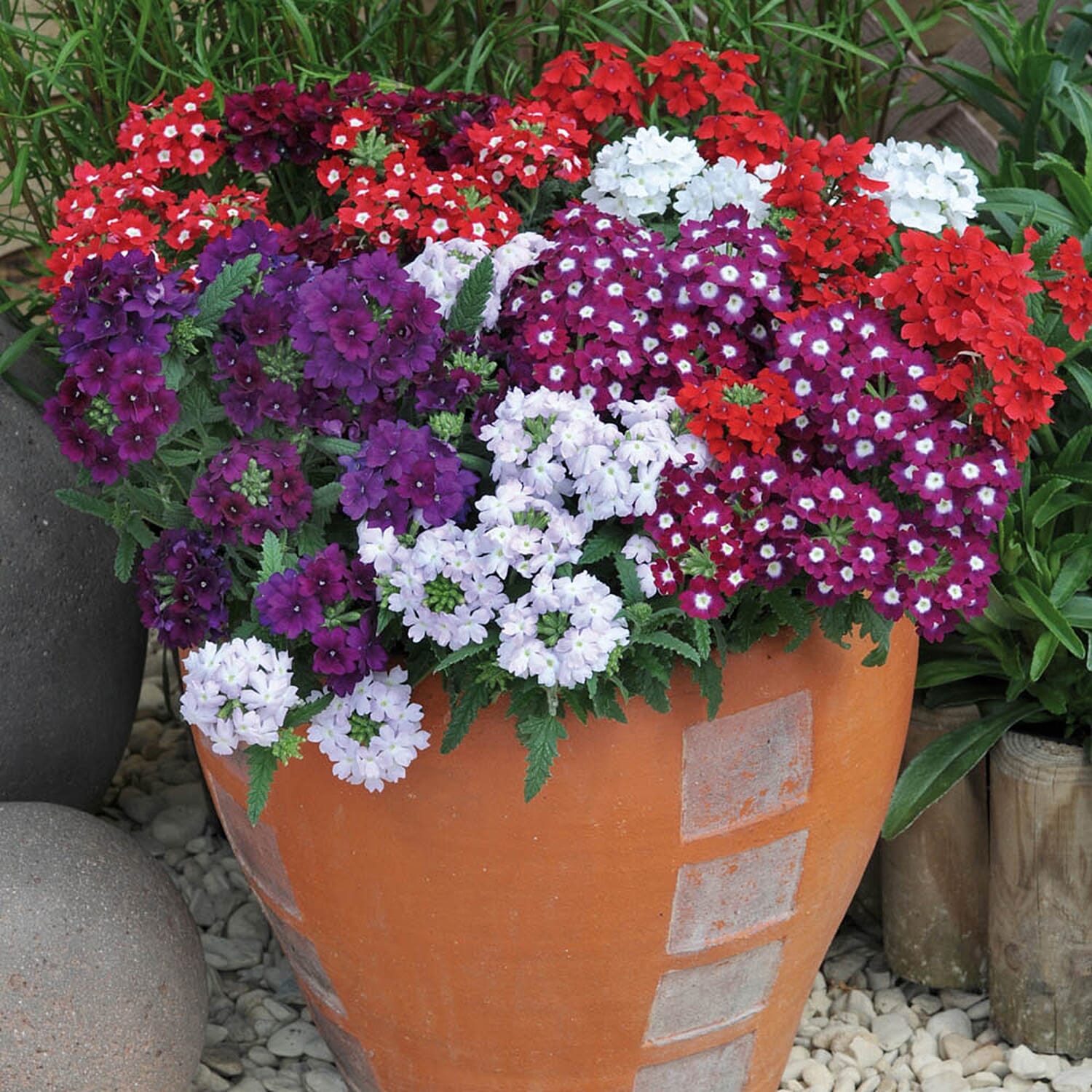 Gardening Direct Verbena Quartz Mix Garden Ready Plants x 20