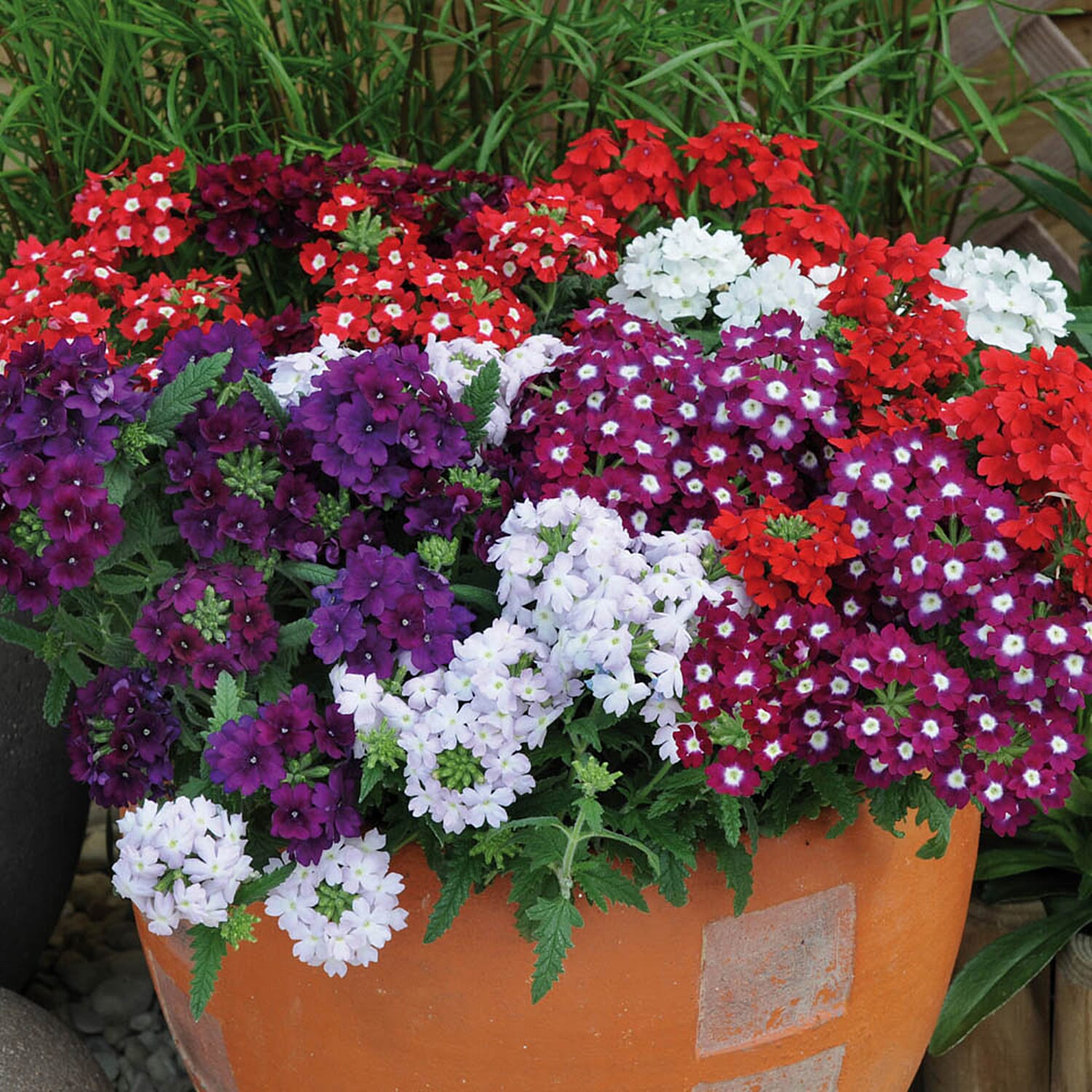 Gardening Direct Verbena Quartz Mix Garden Ready Plants x 20