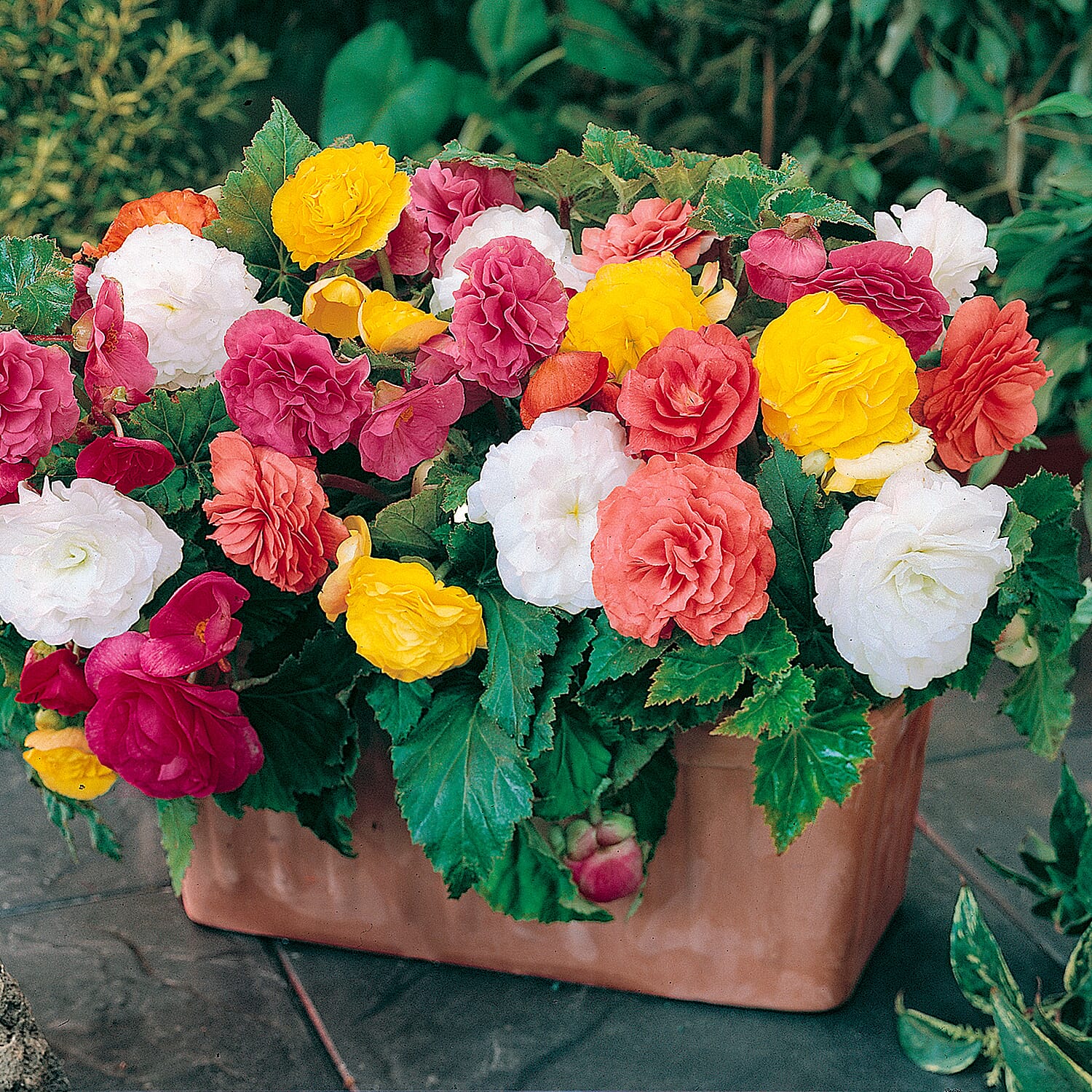 Gardening Direct Begonia Non Stop Mix Garden Ready Plants x 20