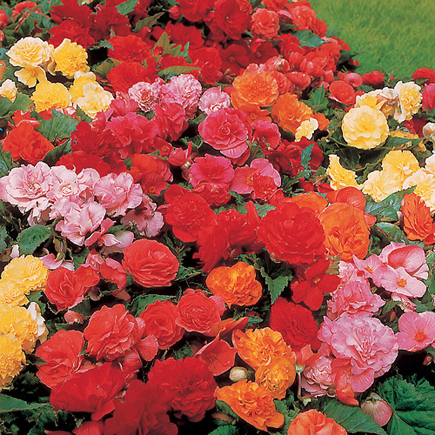 Gardening Direct Begonia Non Stop Mix Garden Ready Plants x 20