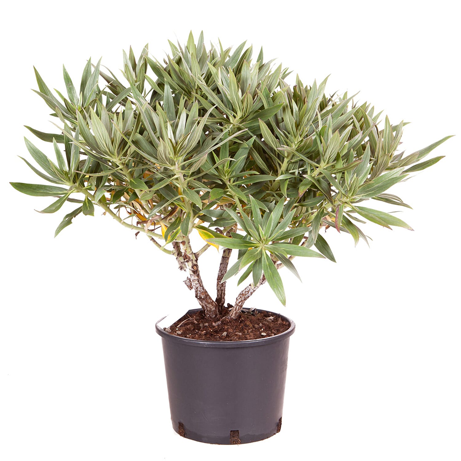 Gardening Direct Echium candicans Pride of Madeira 5L Pot