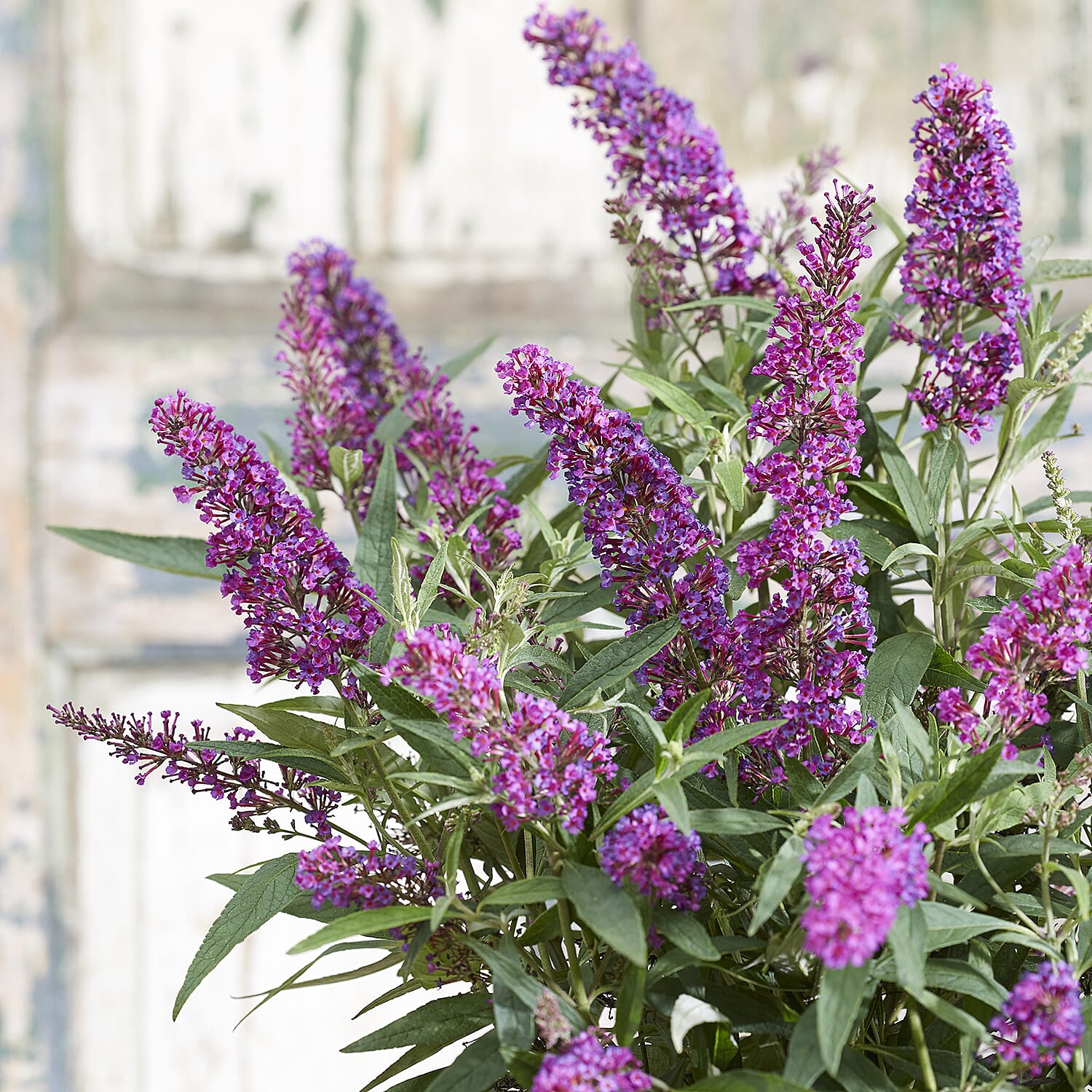 Gardening Direct Buddleja dav. Butterfly Tower 2 x 12cm