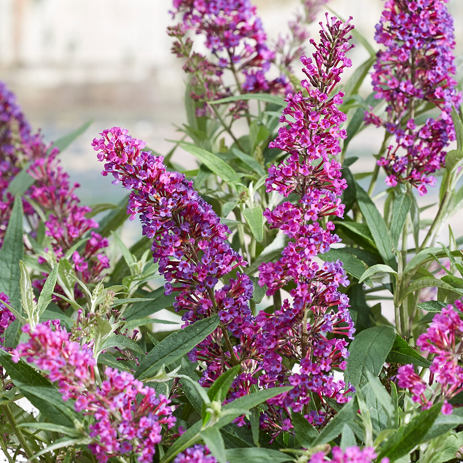 Gardening Direct Buddleja dav. Butterfly Tower 2 x 12cm
