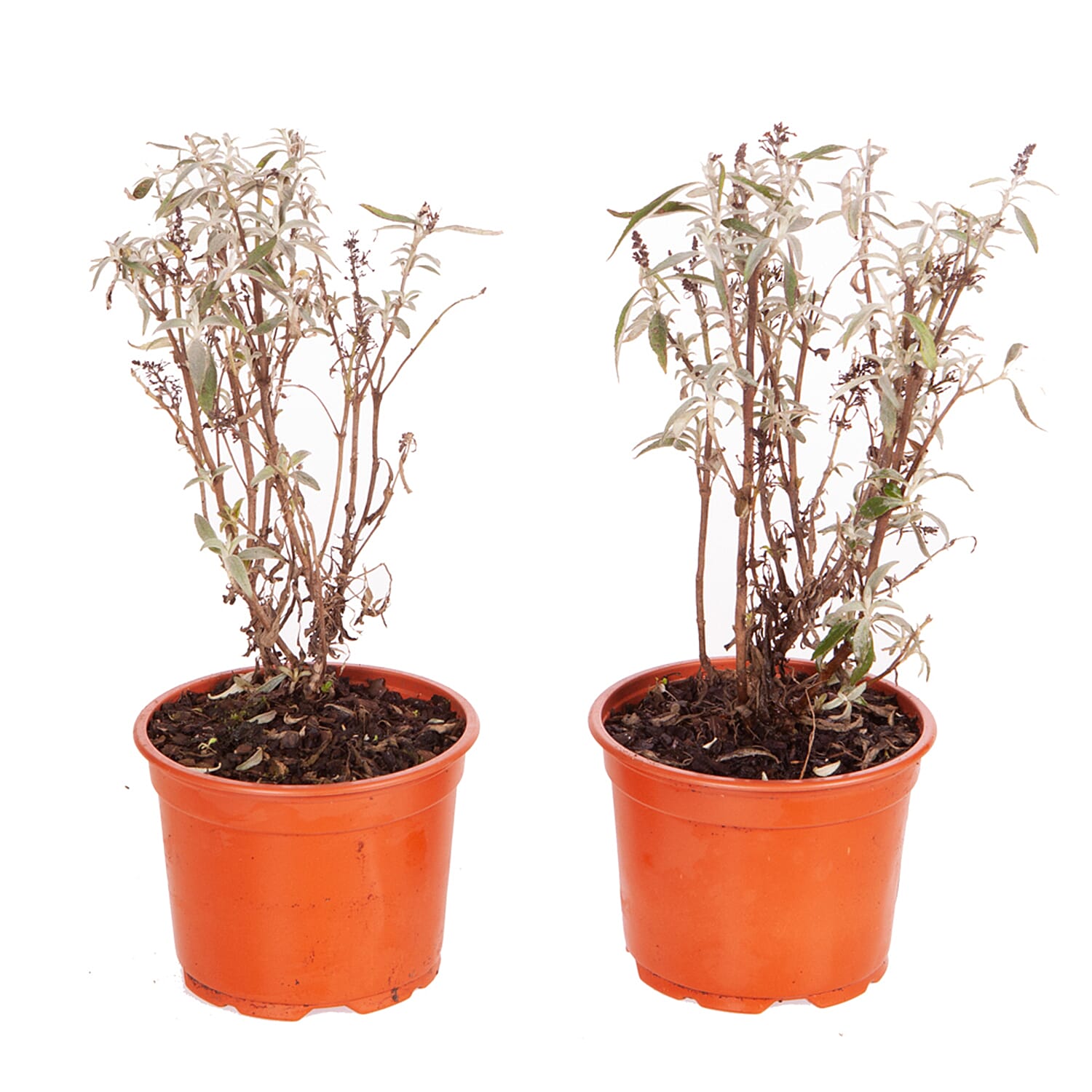 Gardening Direct Buddleja dav. Butterfly Tower 2 x 12cm