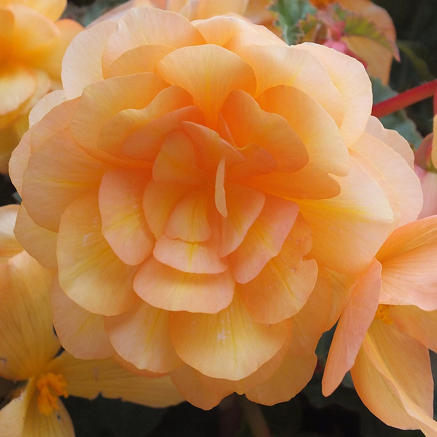 Gardening Direct Begonia Apricot Shades 20x Plugs Garden Ready Plants with Wicker Planters x 5 and 40L Compost