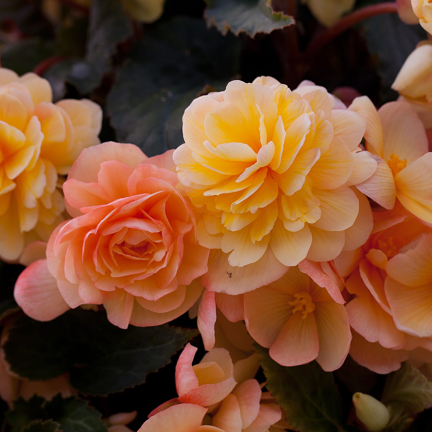Gardening Direct Begonia Apricot Shades 20x Plugs Garden Ready Plants with Wicker Planters x 5 and 40L Compost