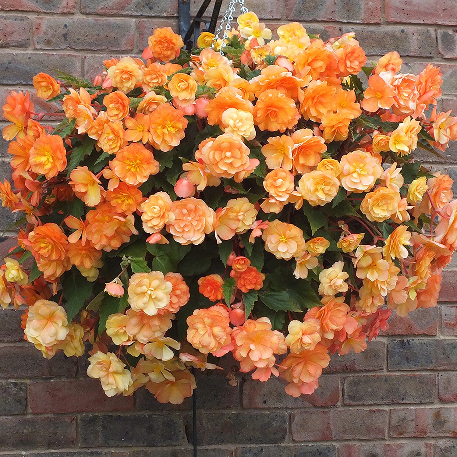 Gardening Direct Begonia Apricot Shades 20x Plugs Garden Ready Plants with Wicker Planters x 5 and 40L Compost