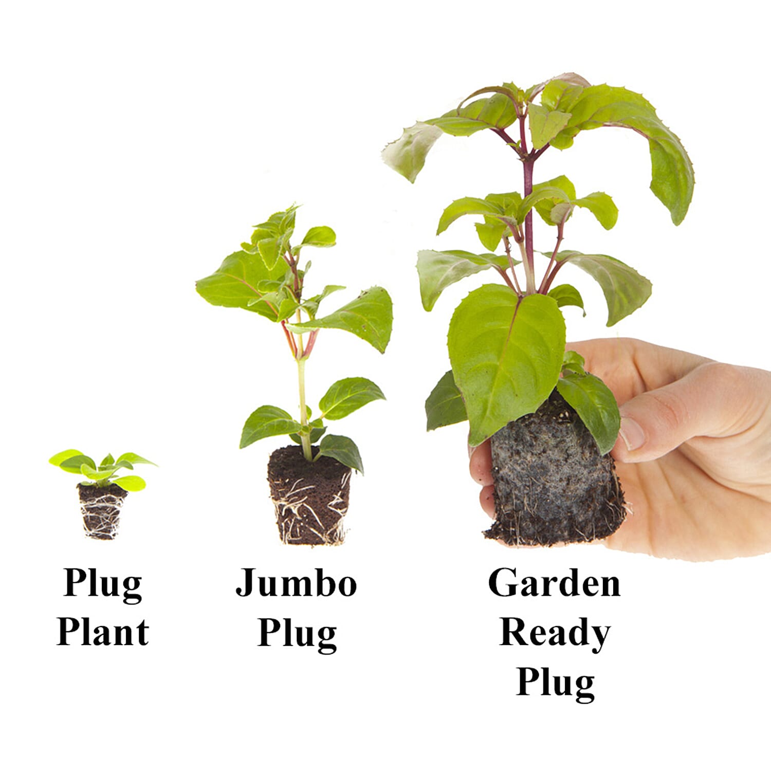 Gardening Direct Begonia Apricot Shades 20x Plugs Garden Ready Plants with Wicker Planters x 5 and 40L Compost